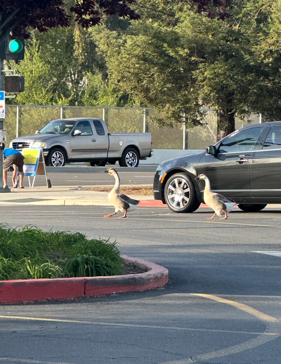 goose
