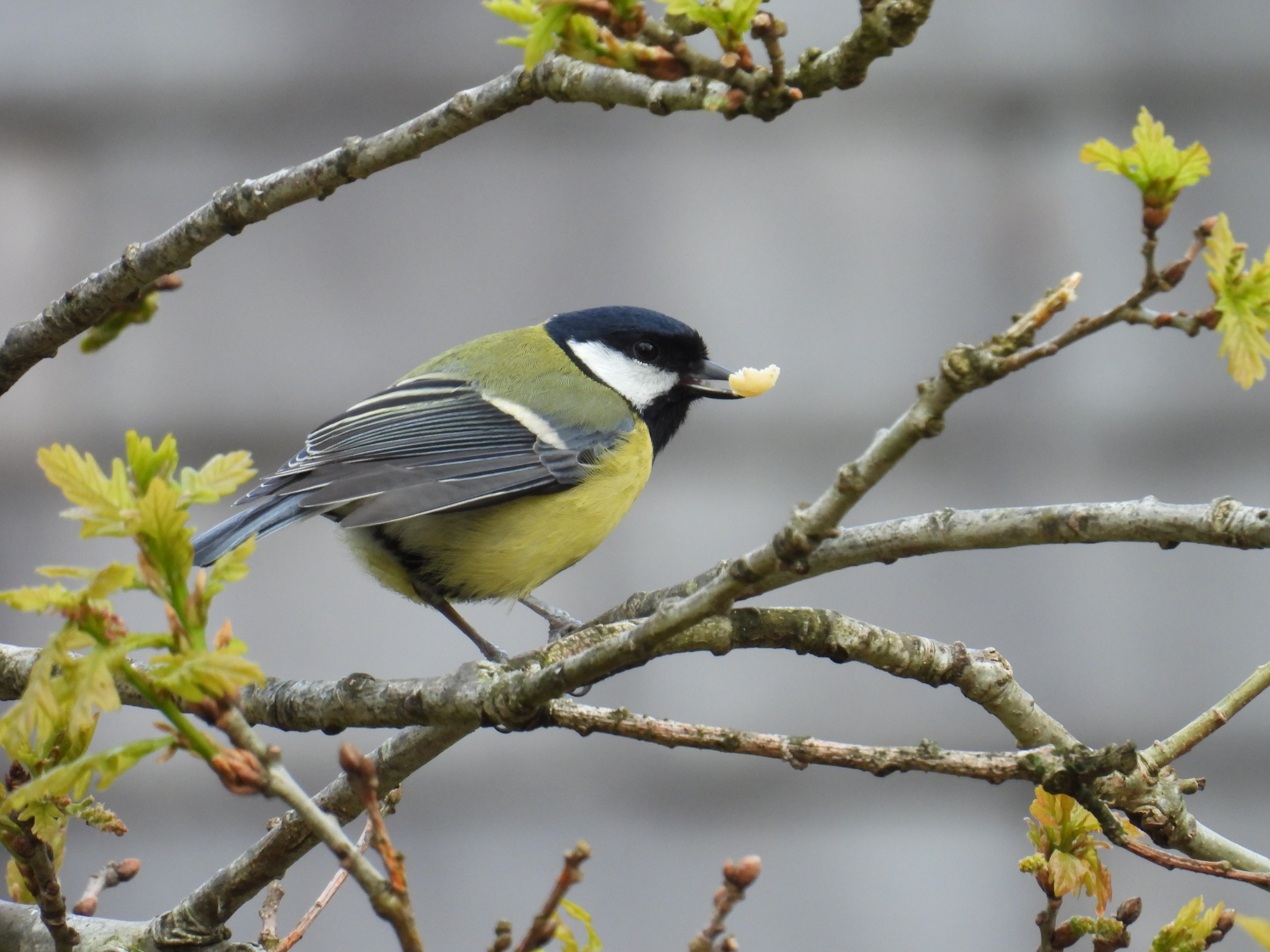 great tit