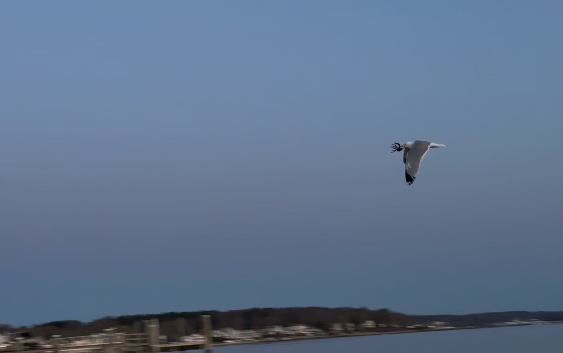 gull