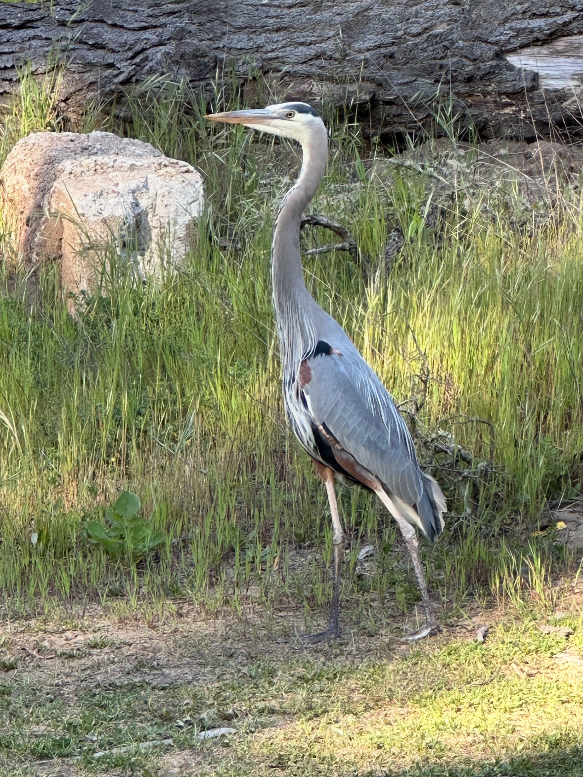 great blue heron