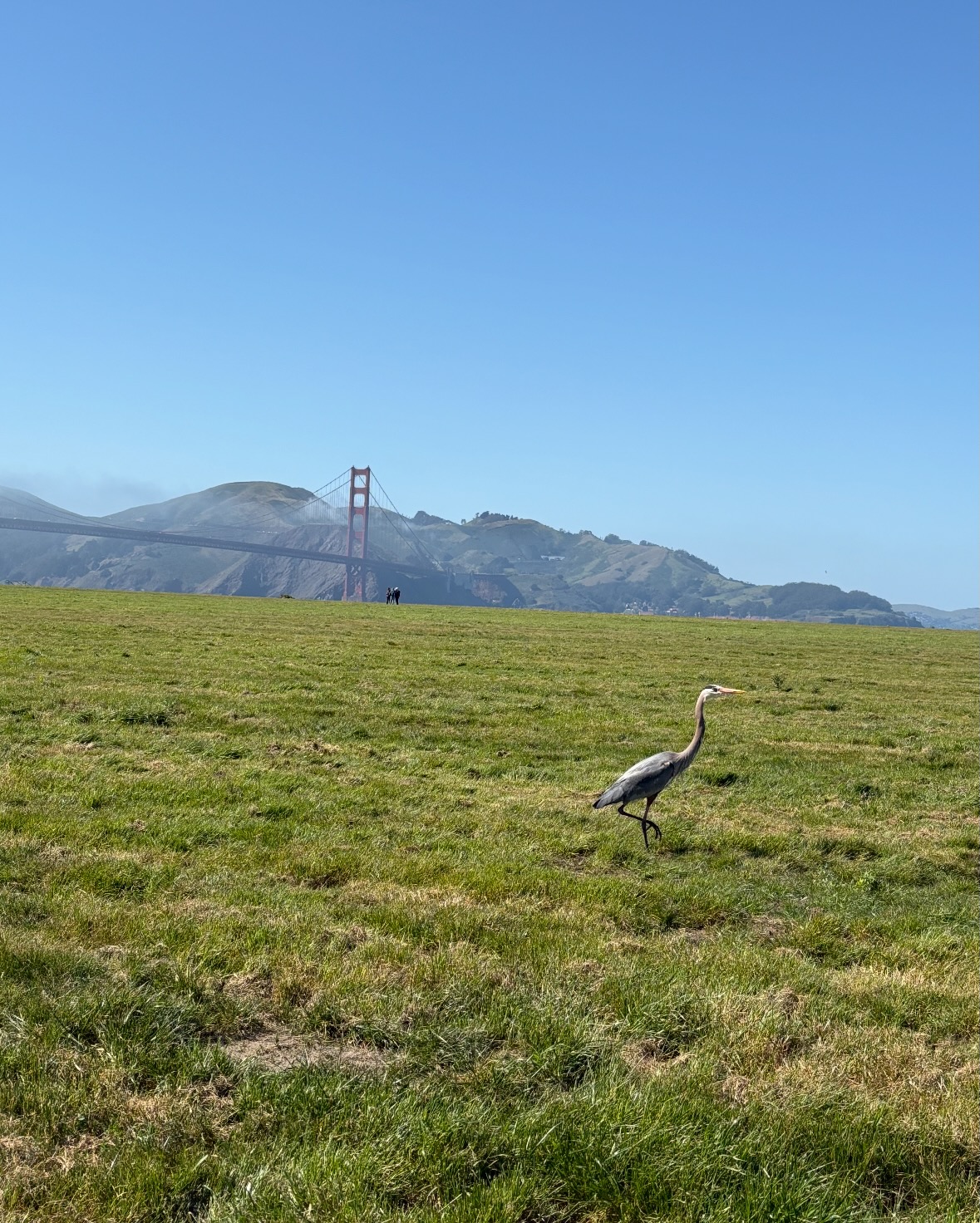 heron
