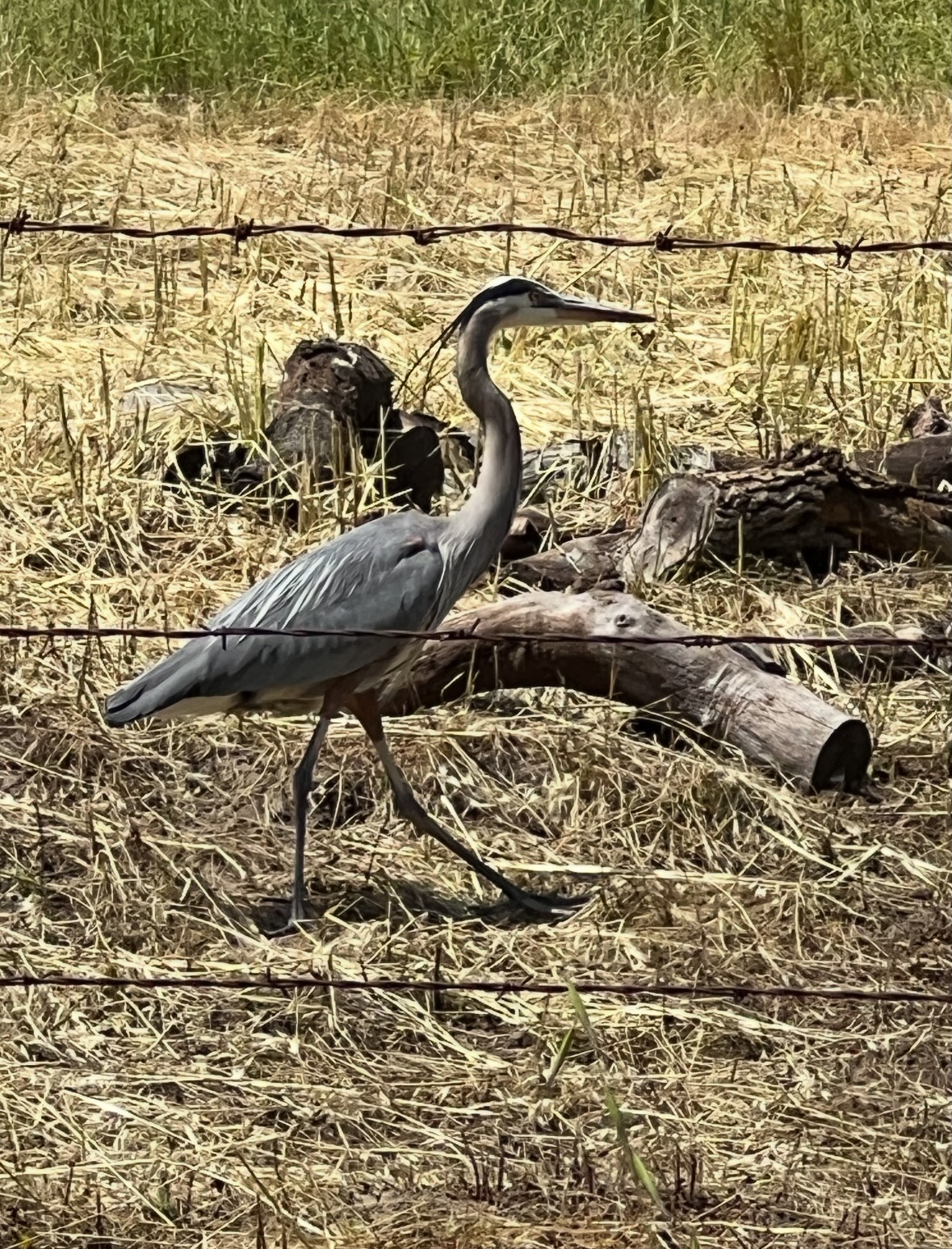great blue heron
