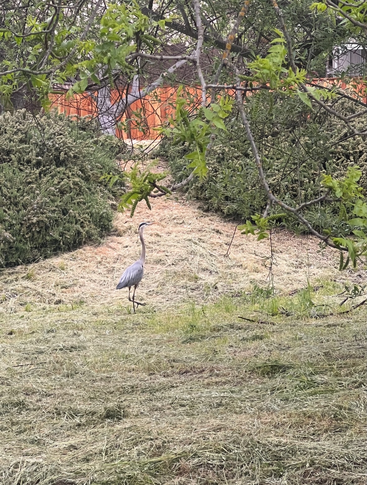 great blue heron