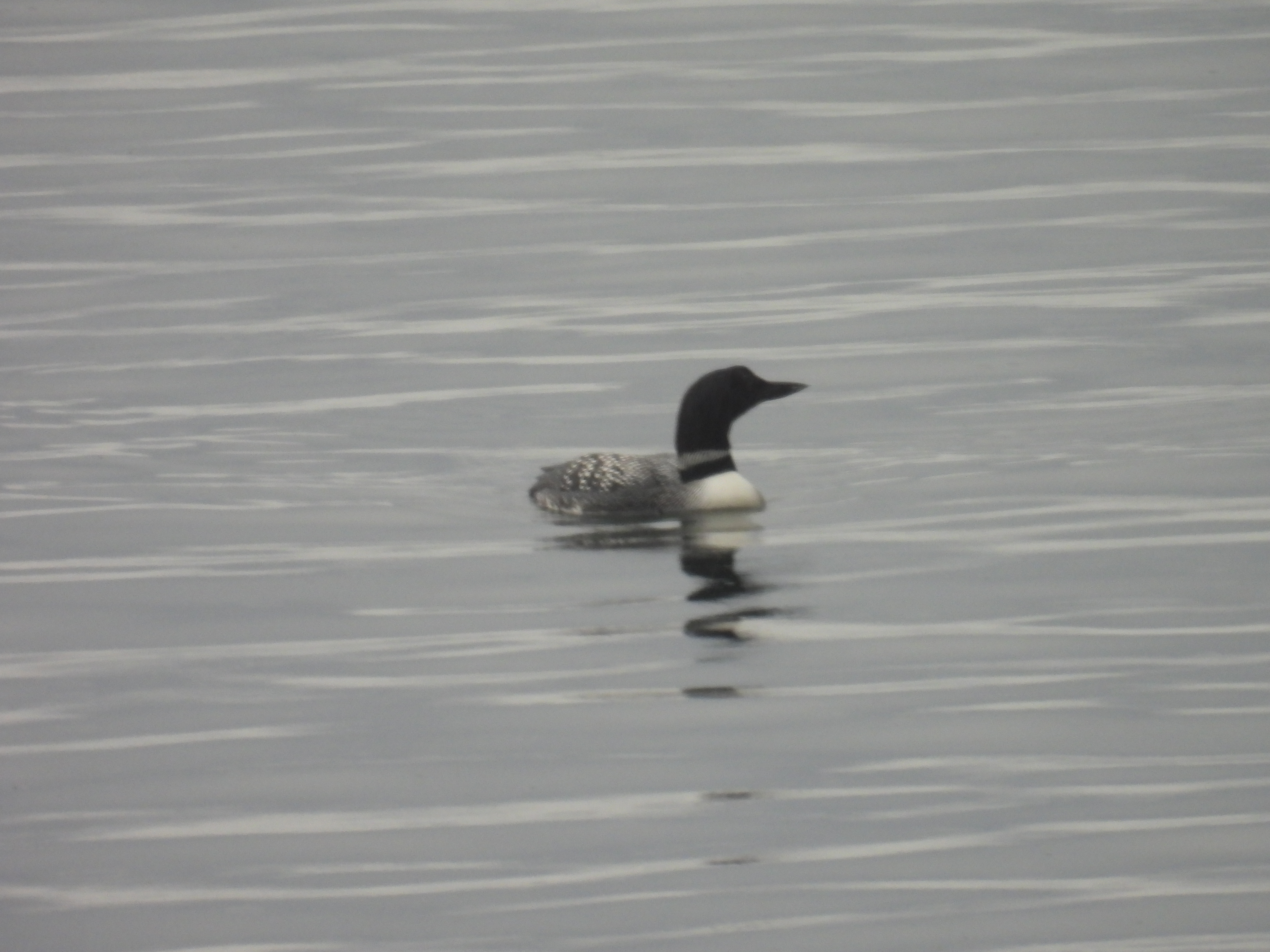 loon
