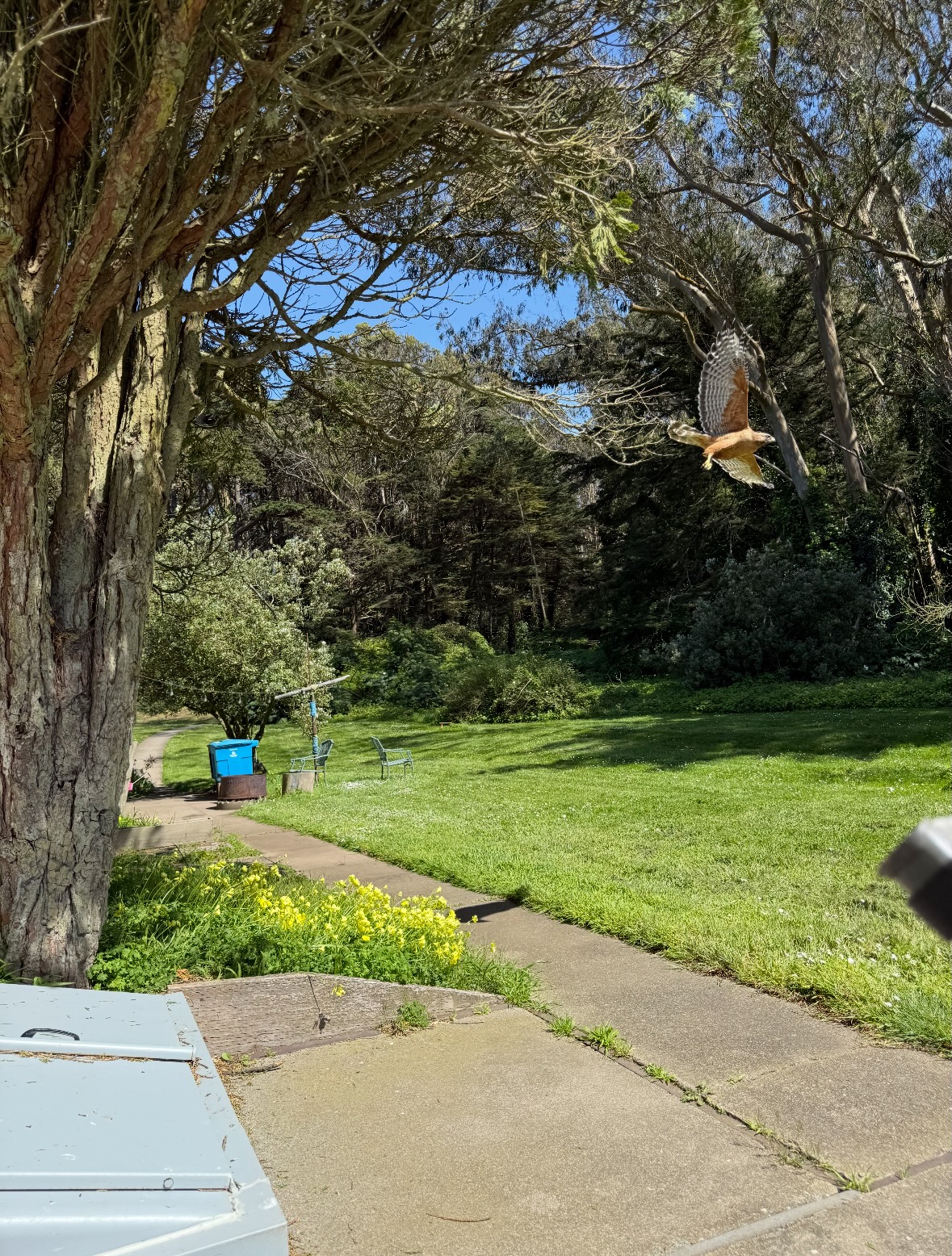 red-shouldered hawk