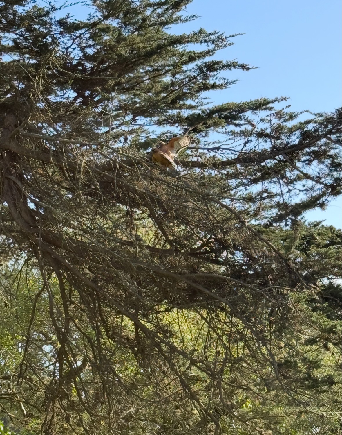 red-shouldered hawk