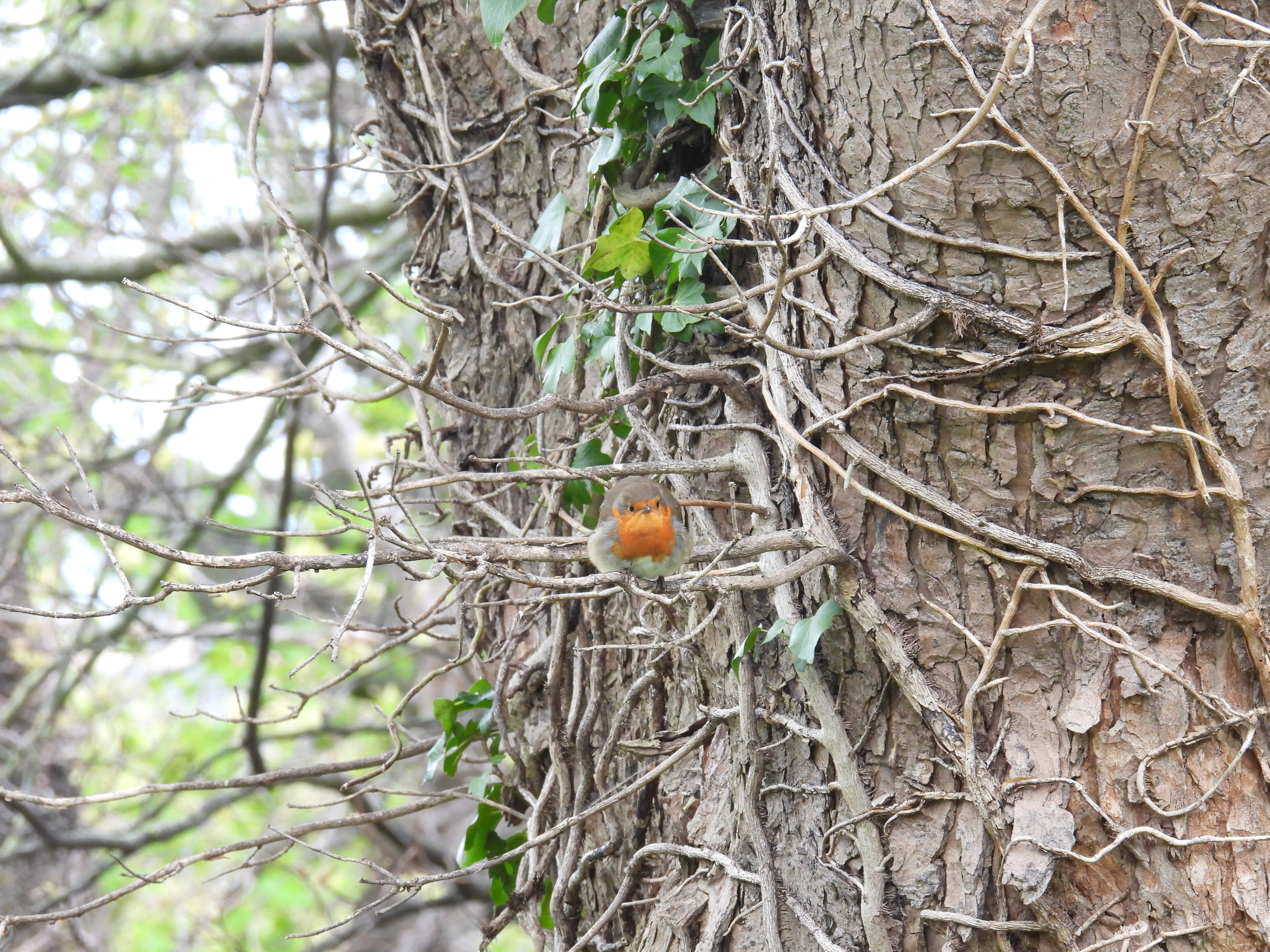robin