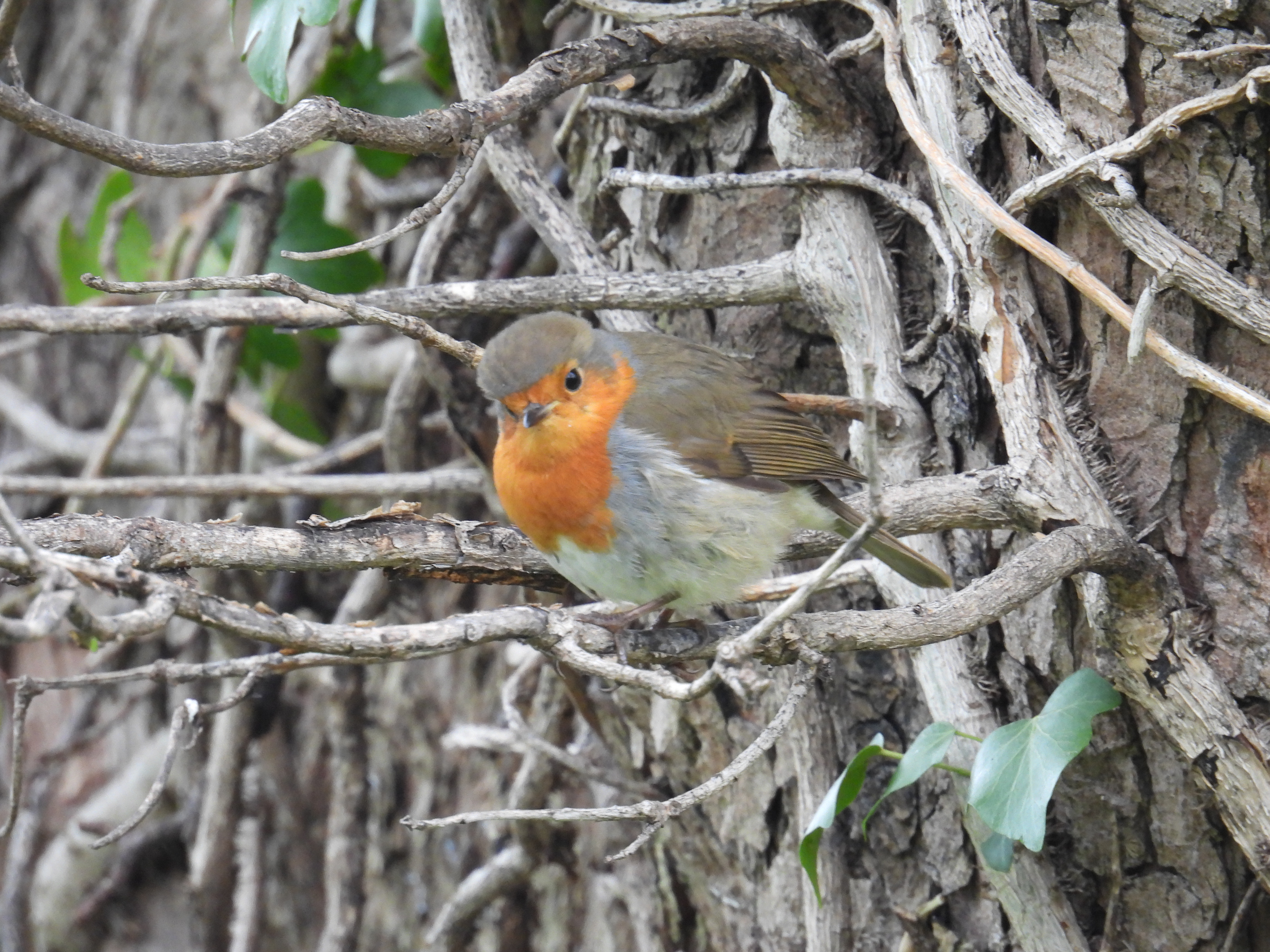 robin
