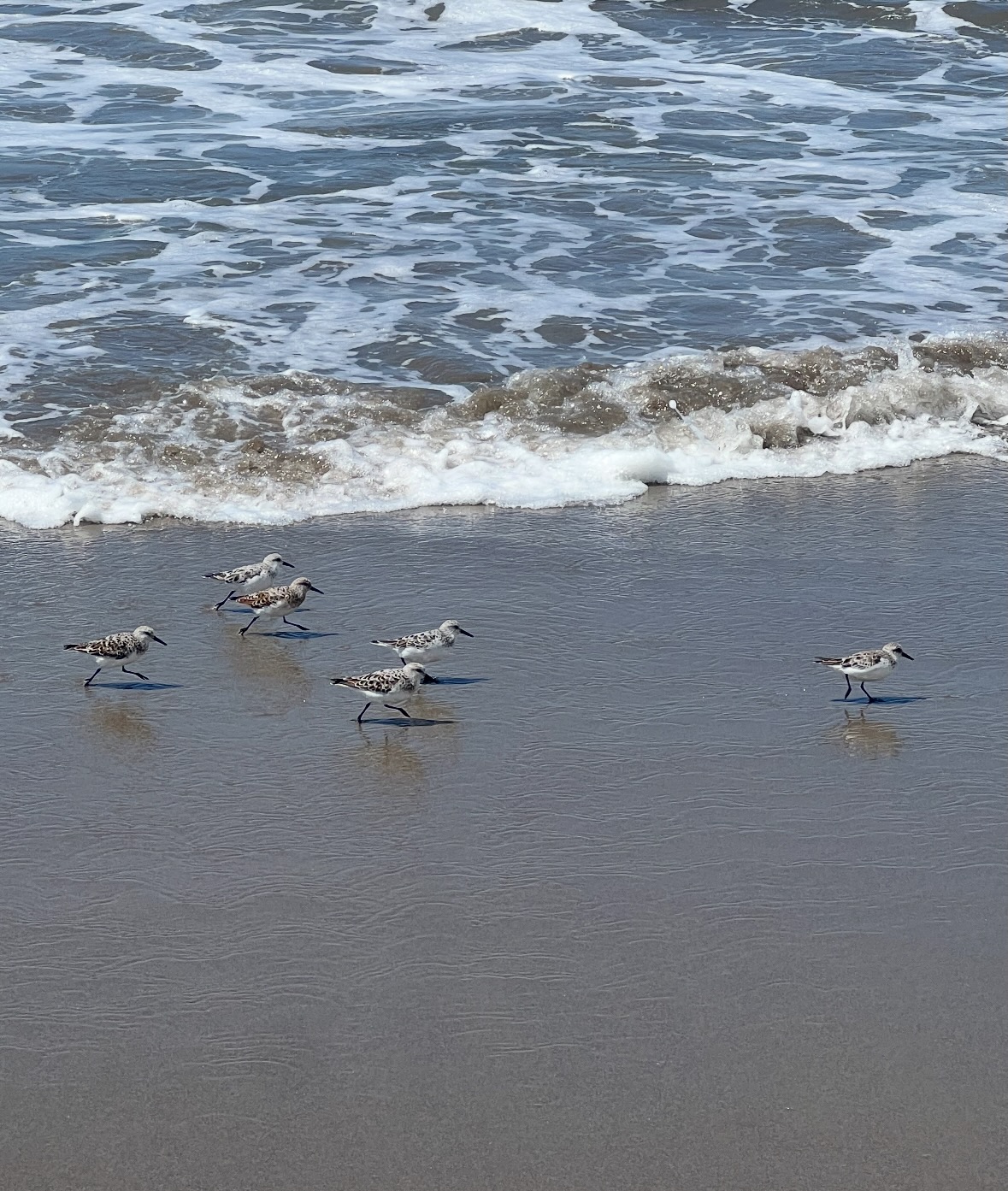 sanderling