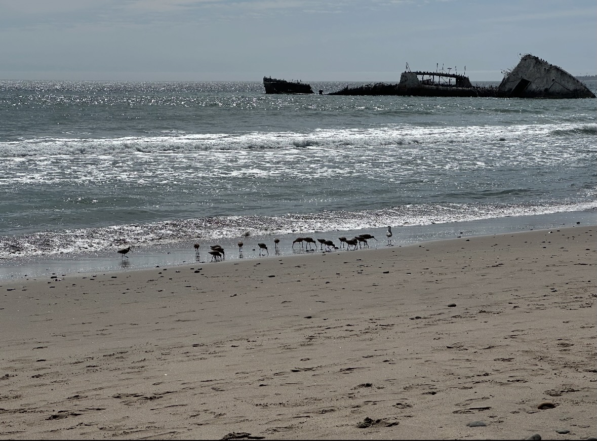 shorebirds
