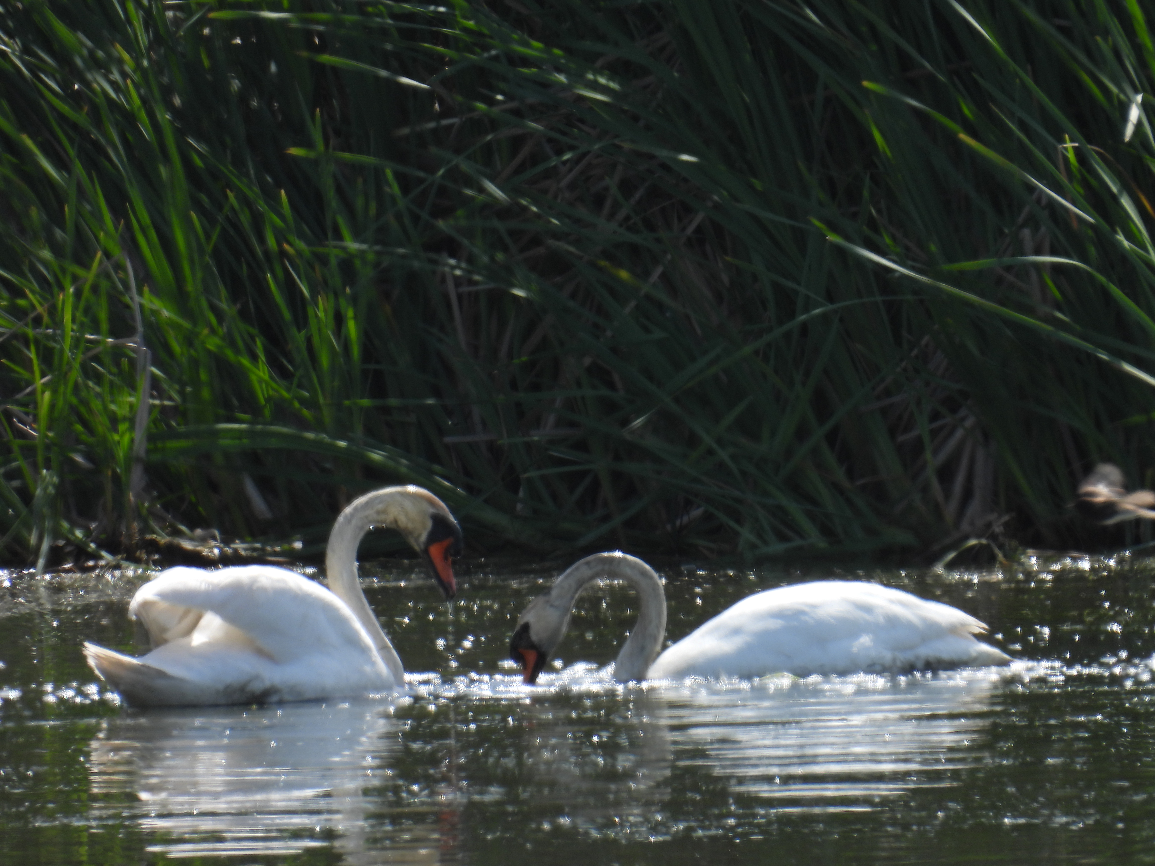 swans