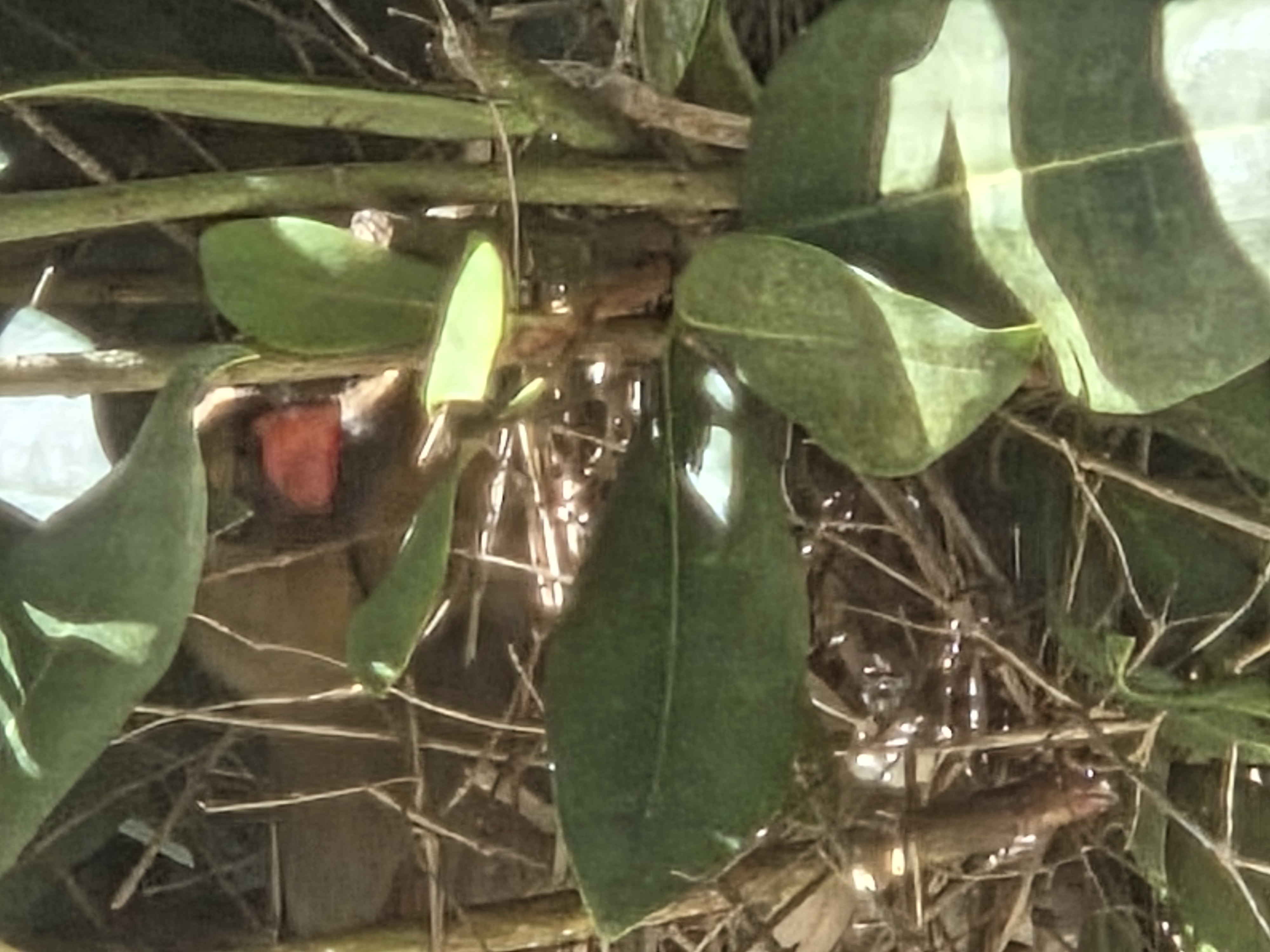 northern cardinal