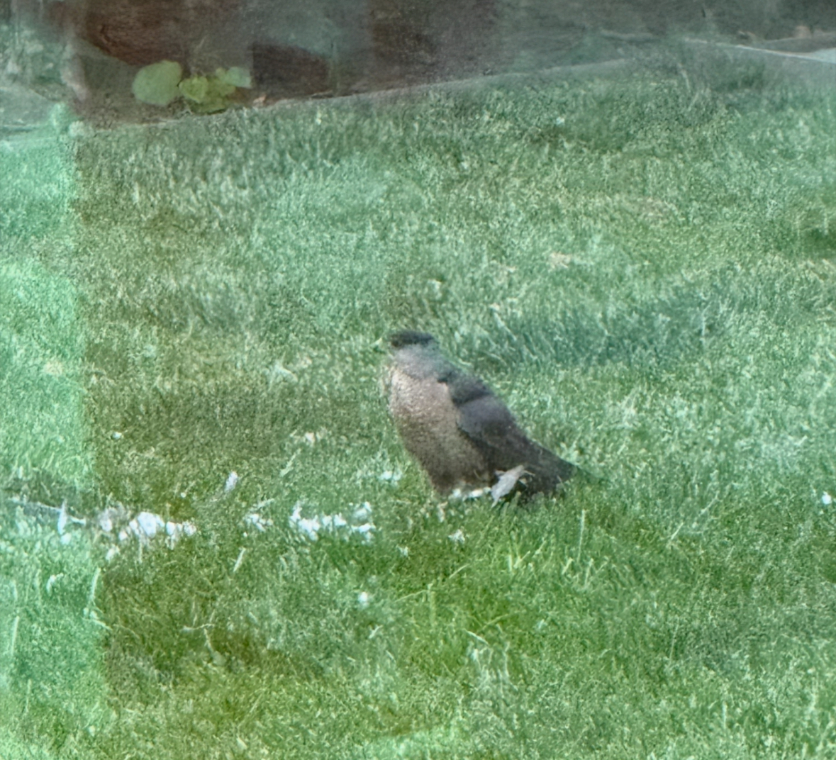 cooper's hawk