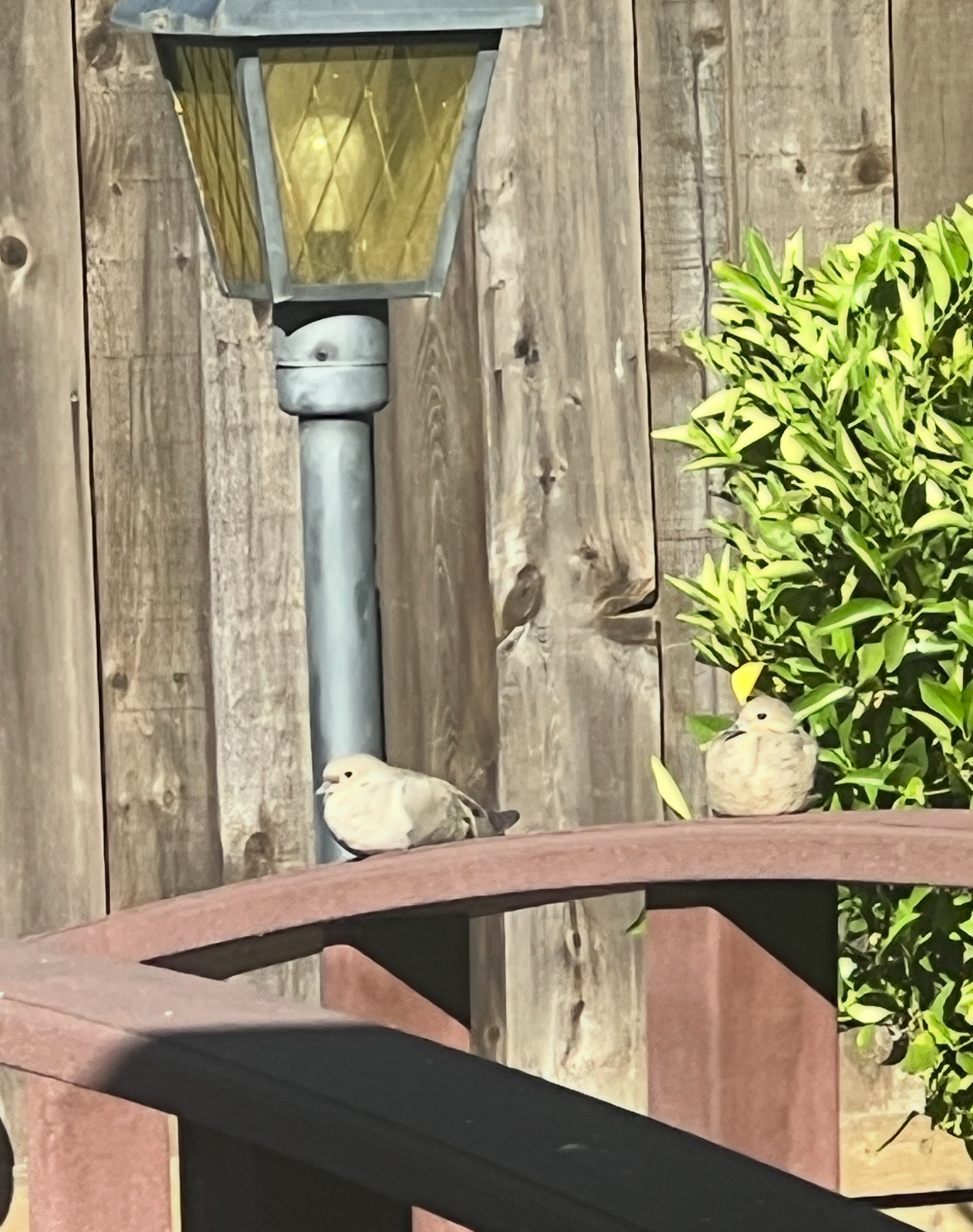 mourning doves