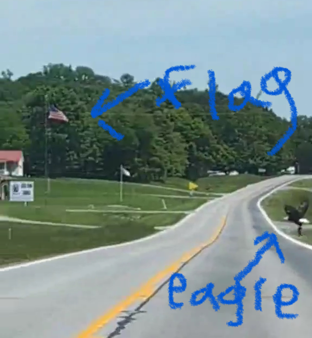 bald eagle ooh rah