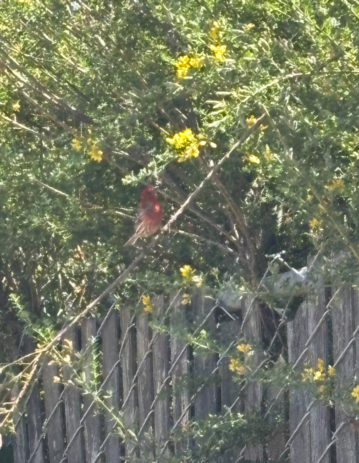 house finch