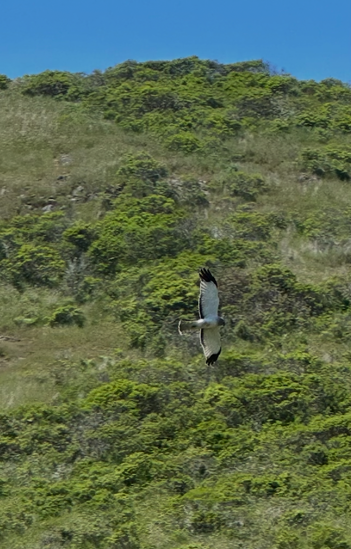 northern harrier