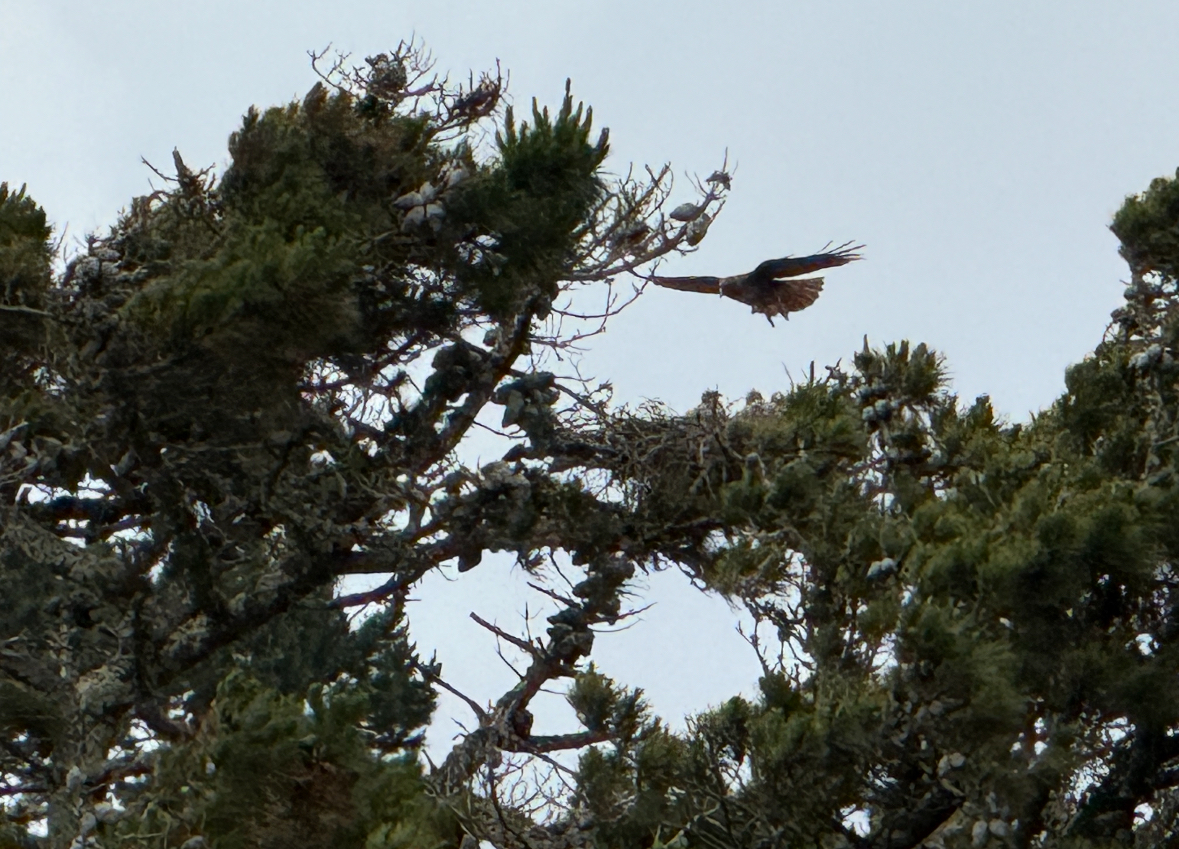 red-tailed hawk