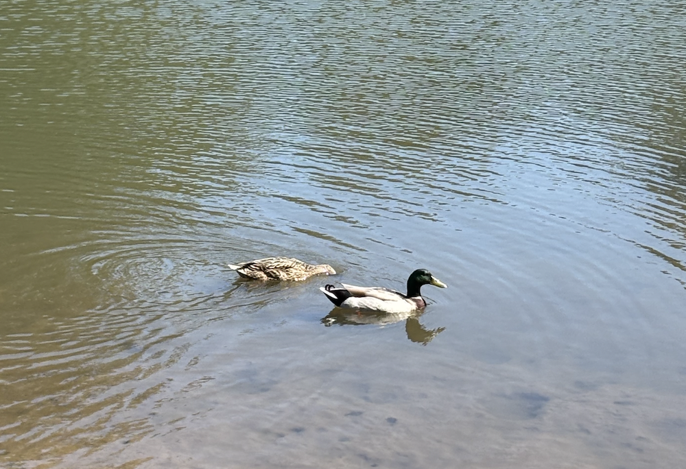 mallards