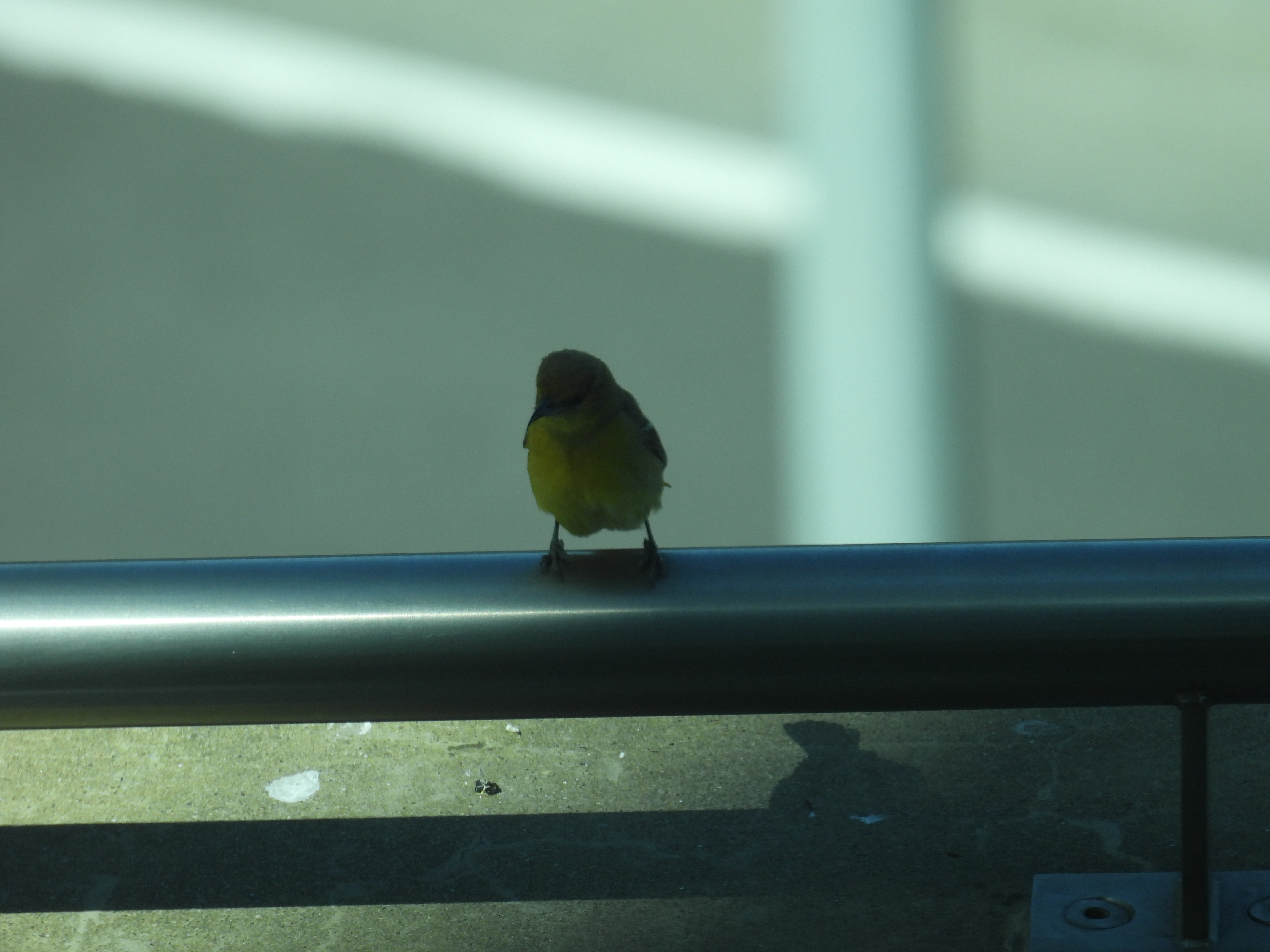 hooded oriole
