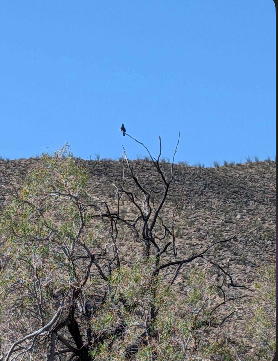 Phainopepla