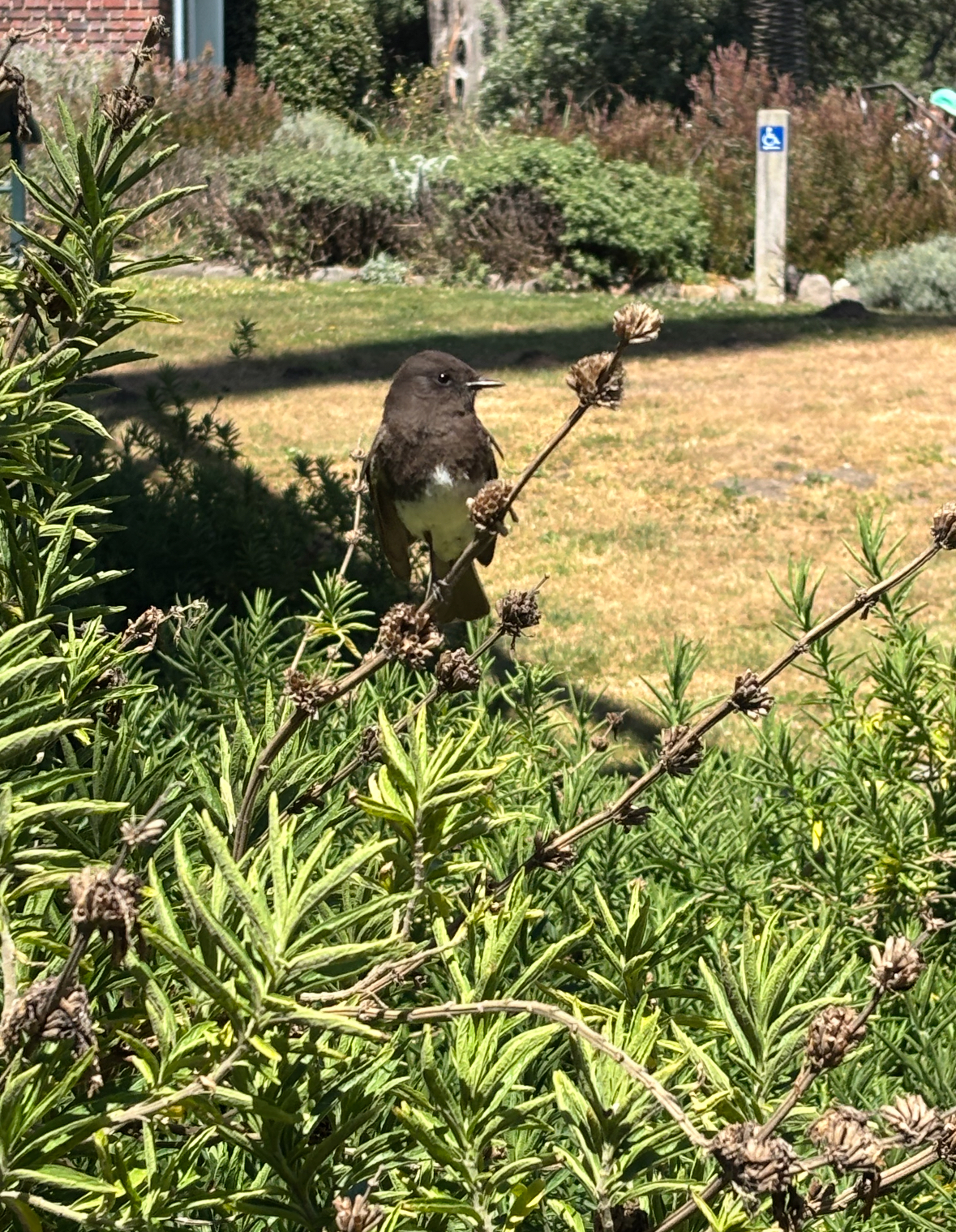 black phoebe
