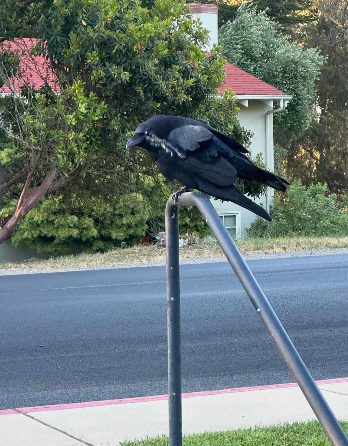 raven