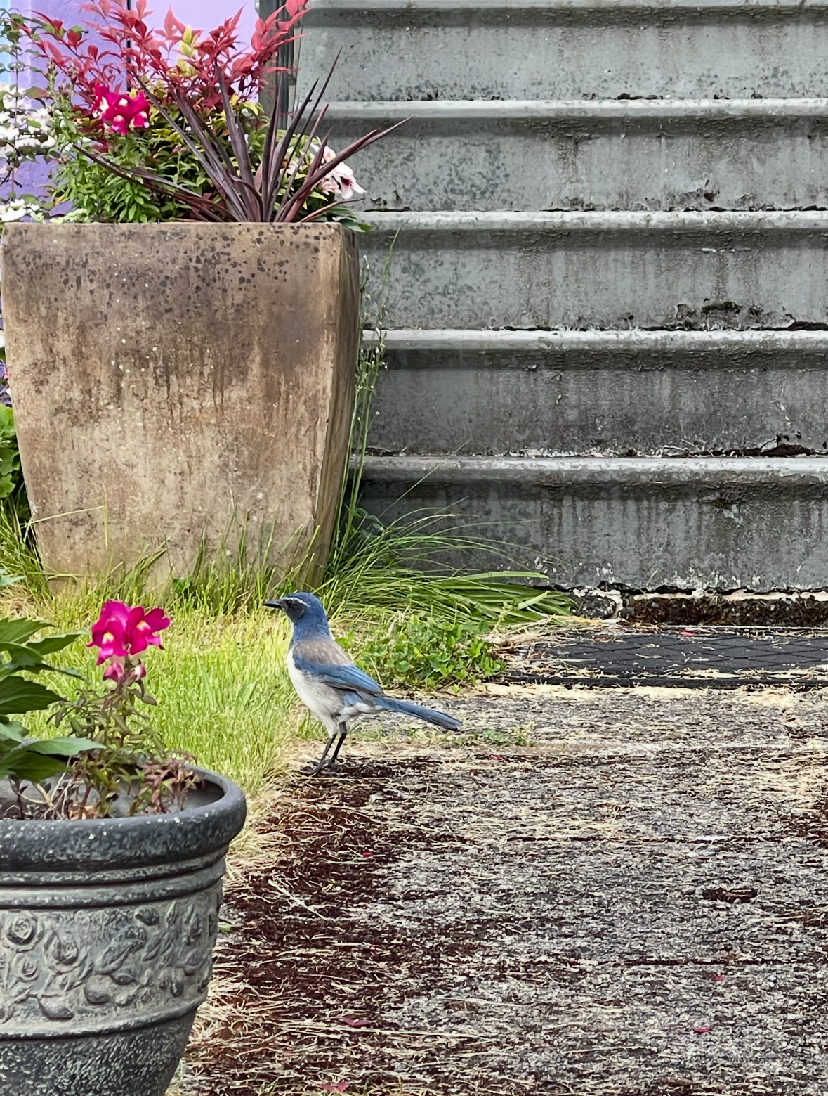 scrub jay
