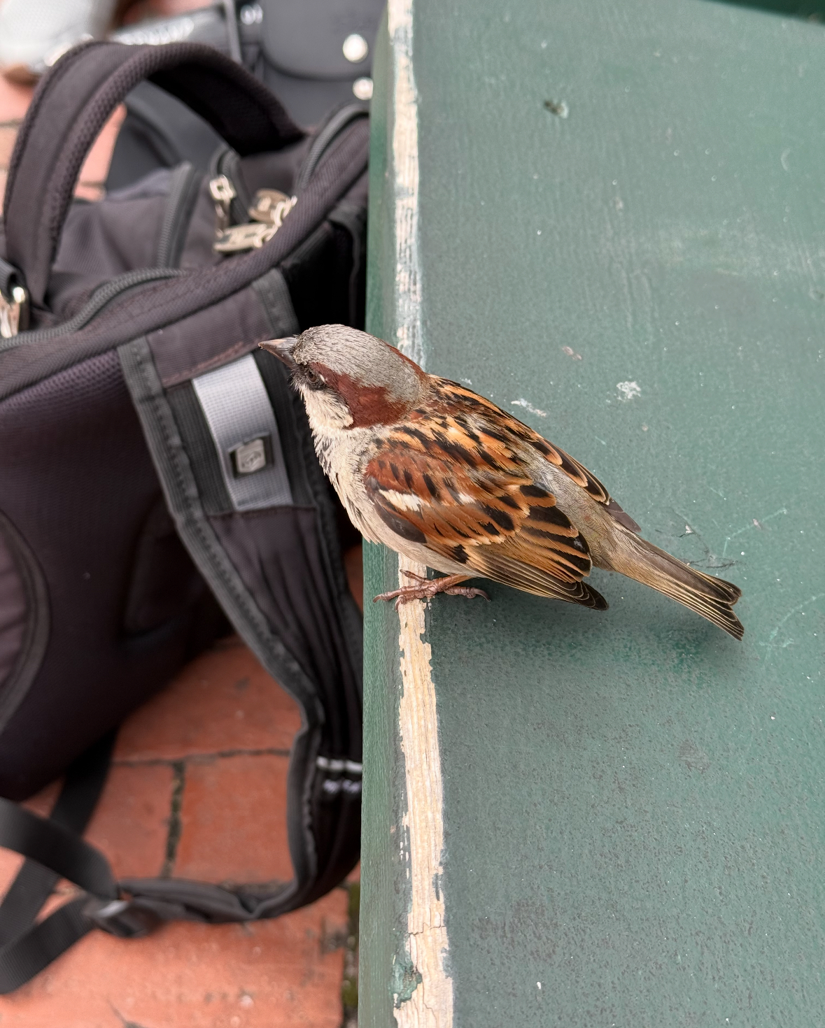 house sparrow