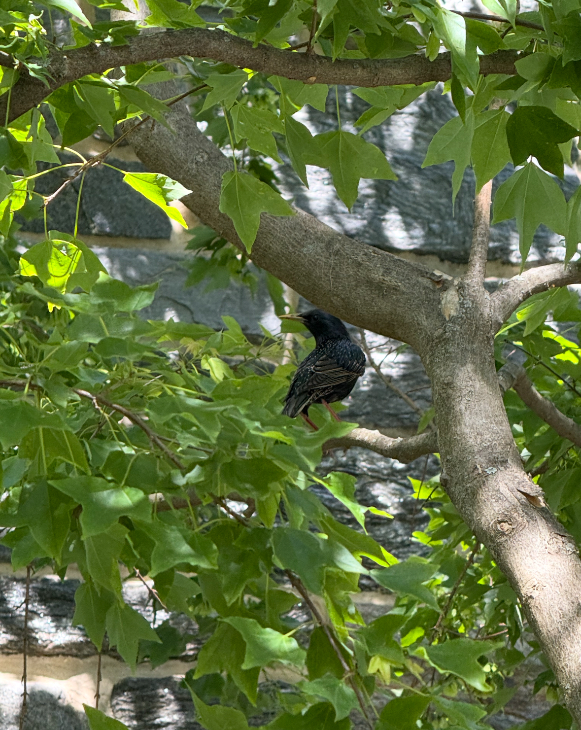 european starling
