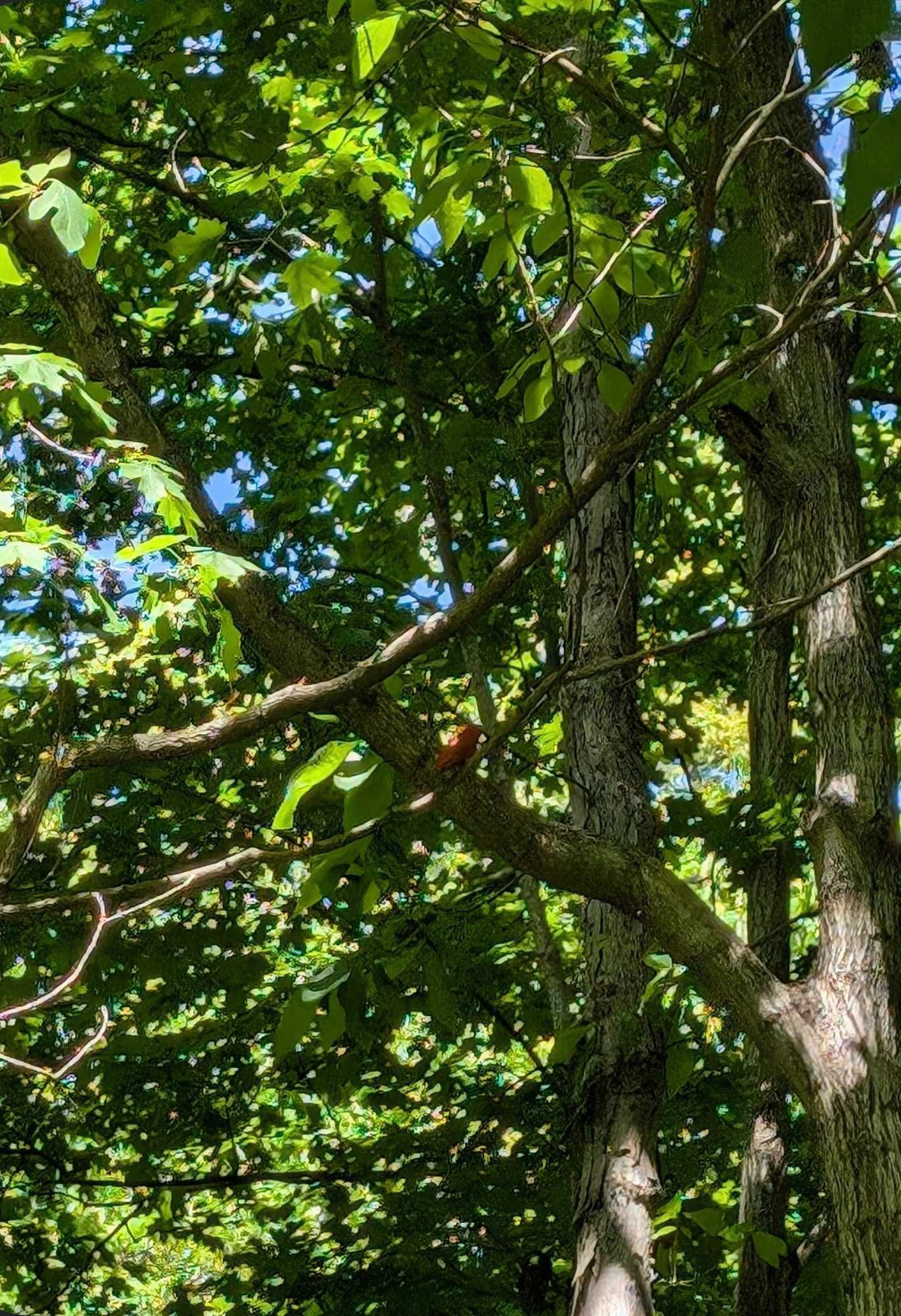 summer tanager
