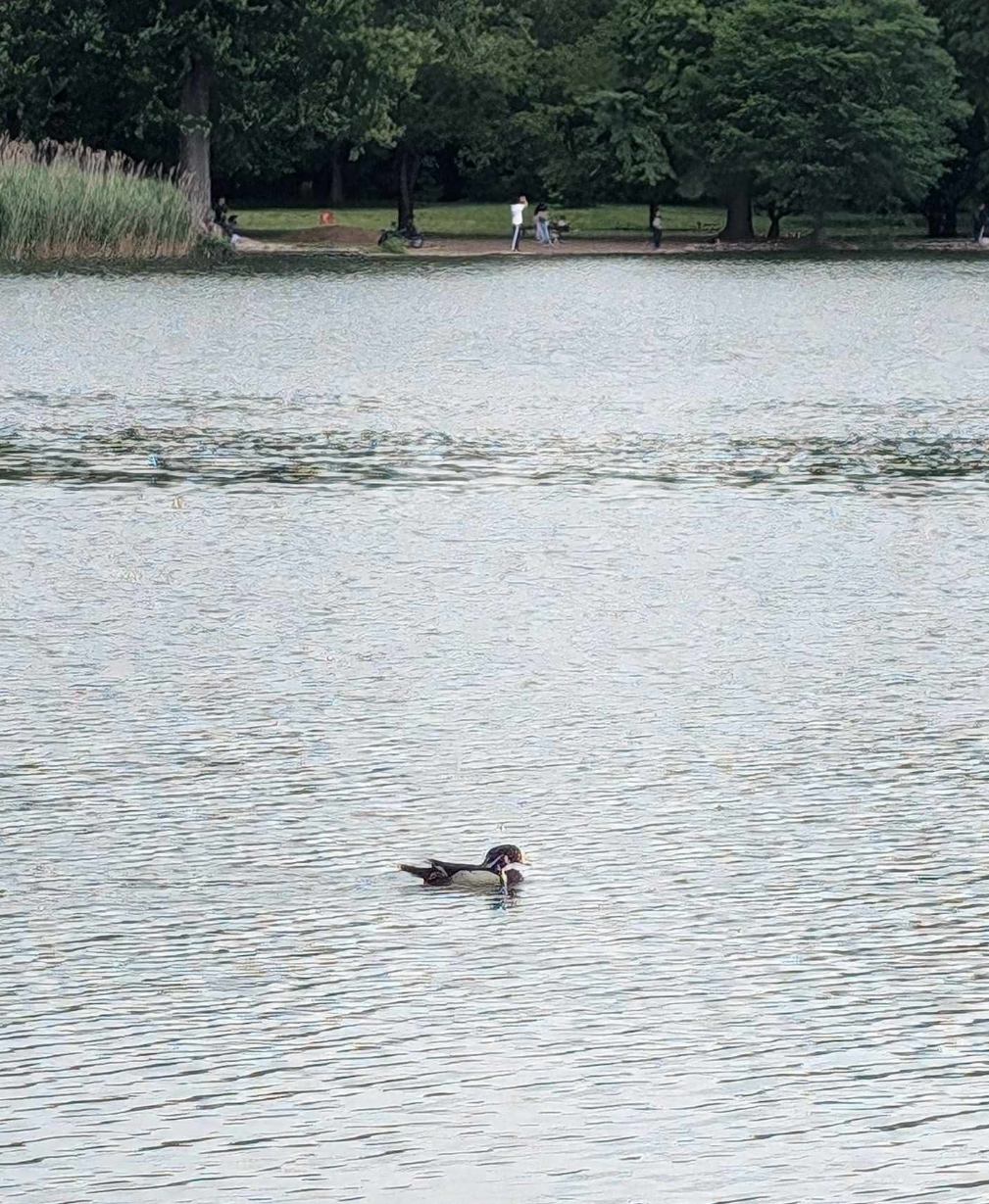 wood duck