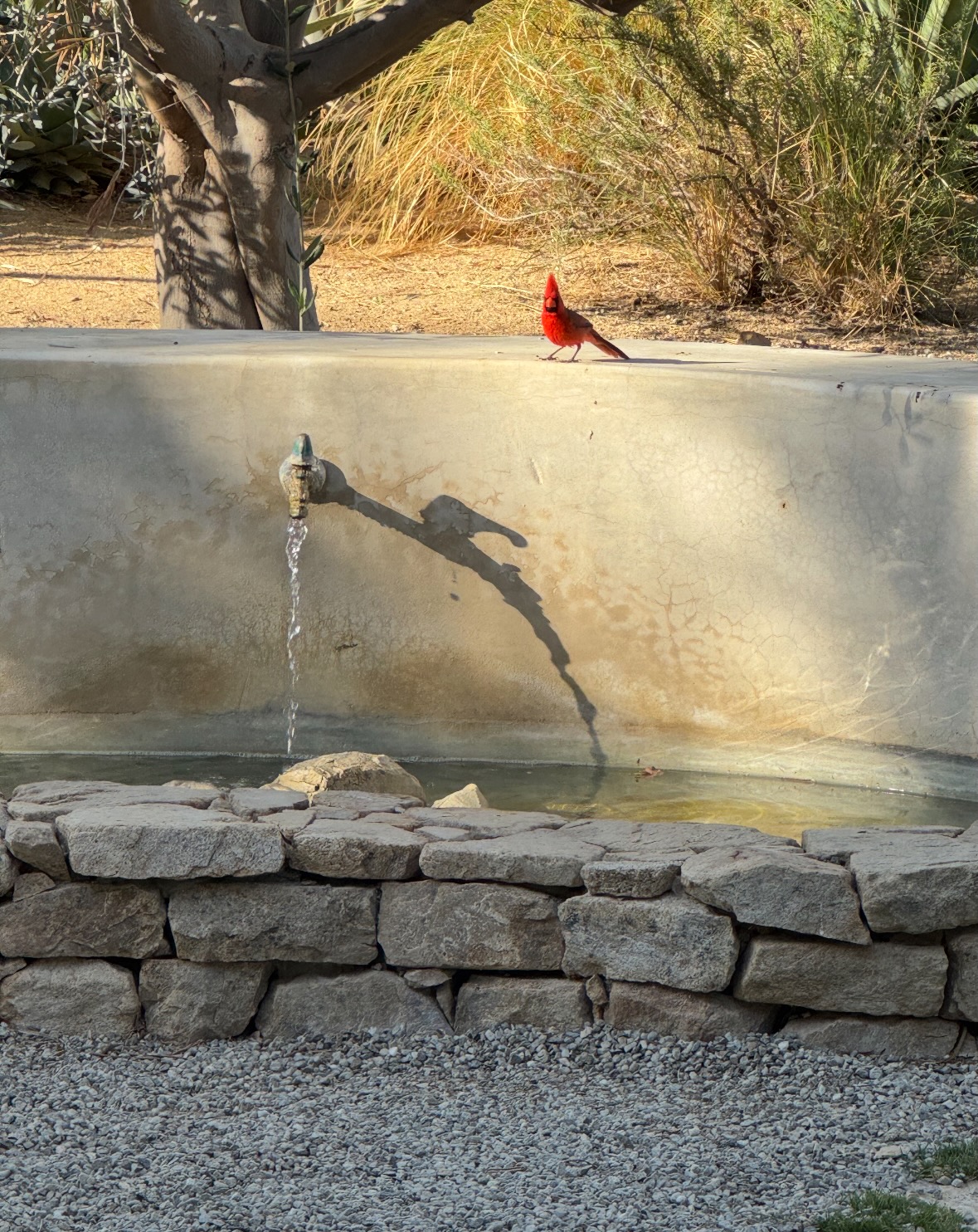 cardinal