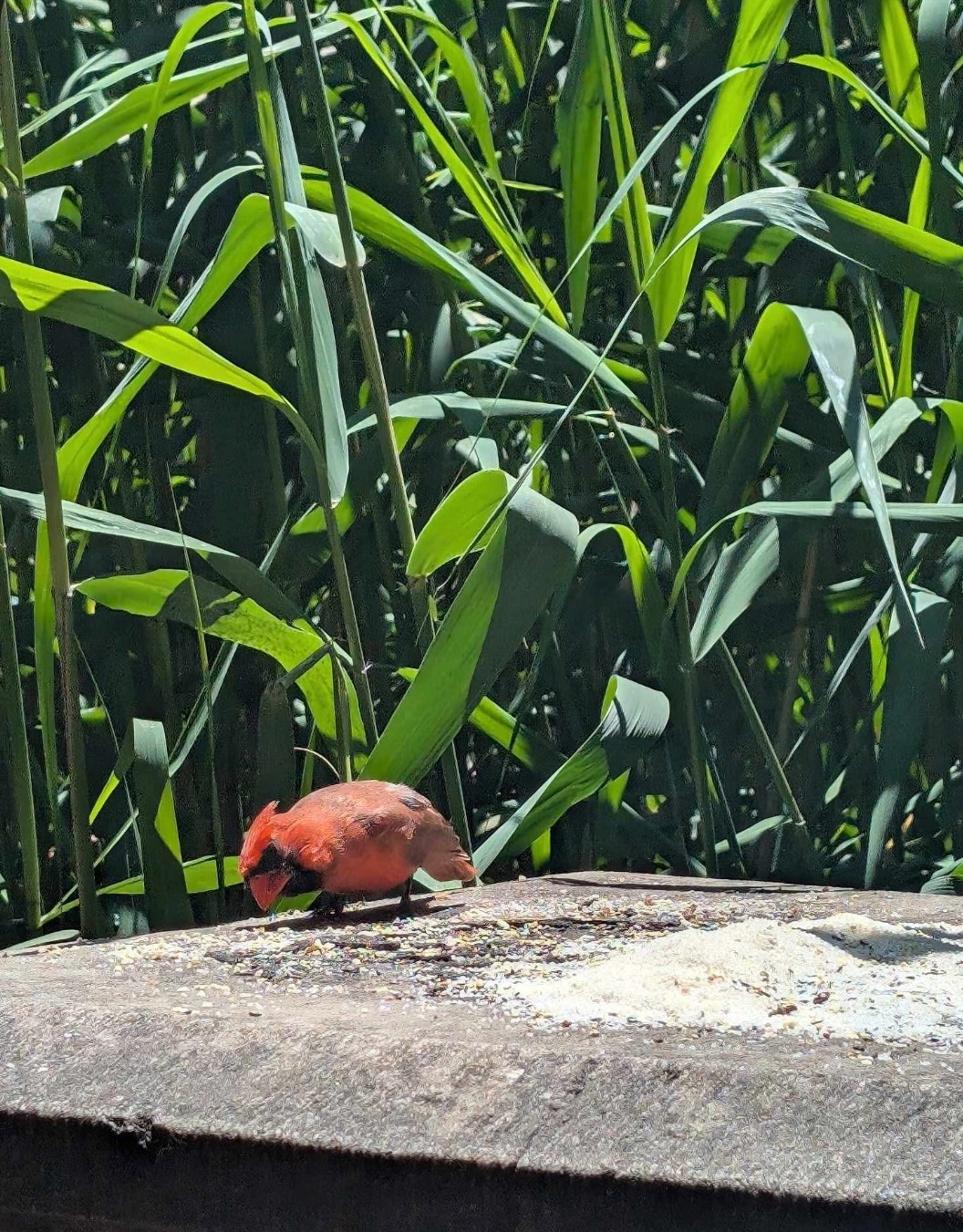cardinal