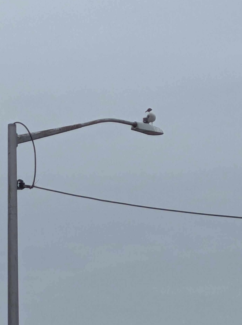 laughing gull