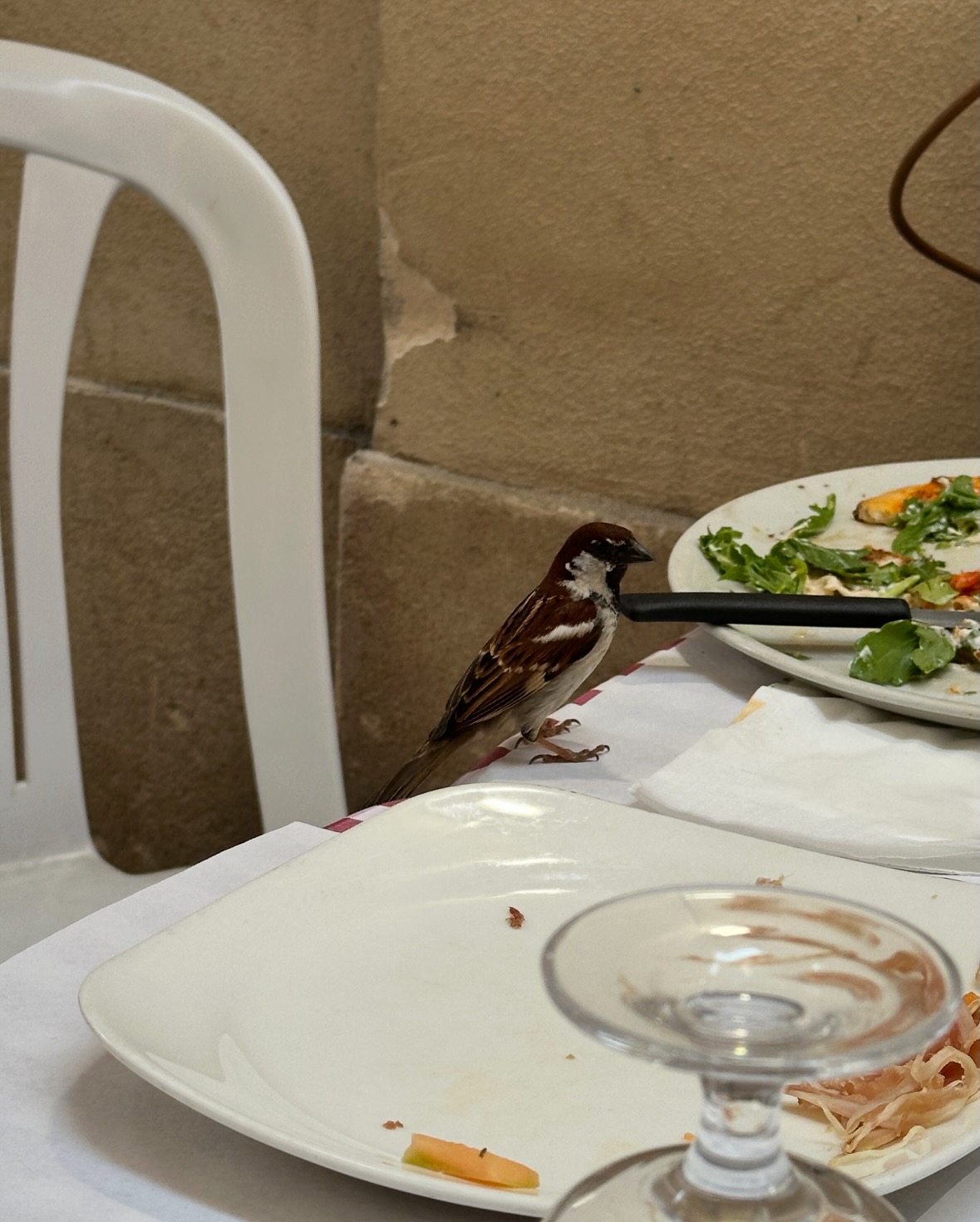 house sparrow