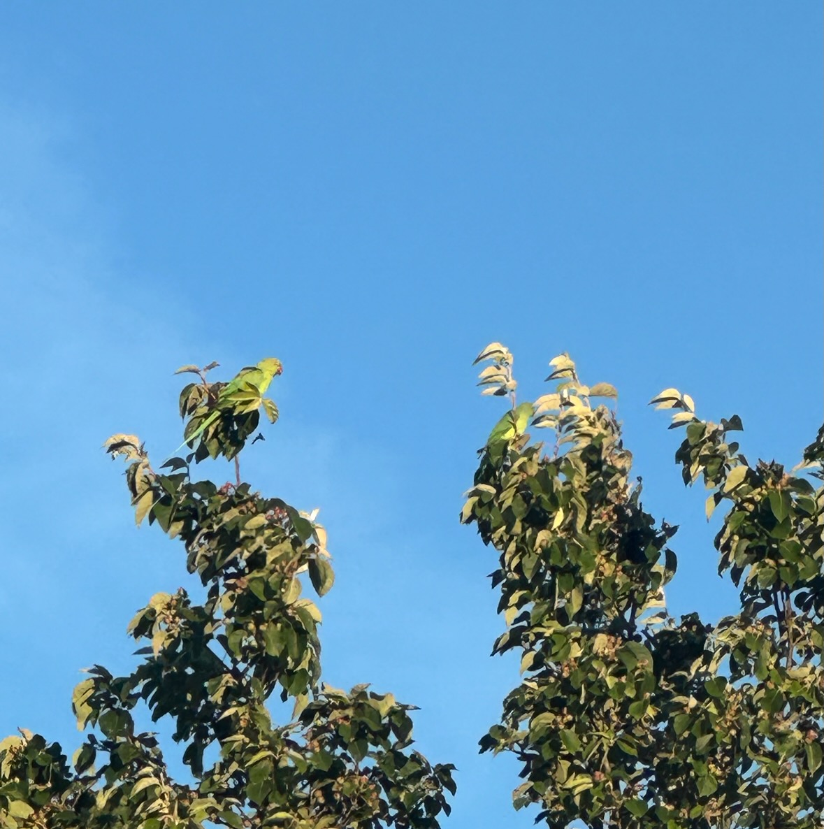 parakeet