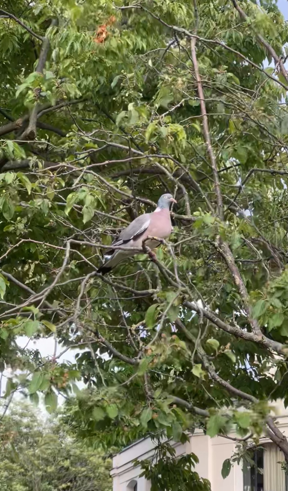 wood pigeon