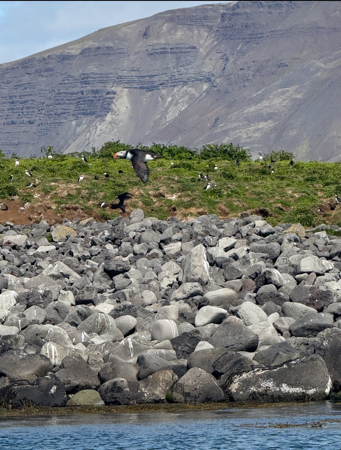 puffin