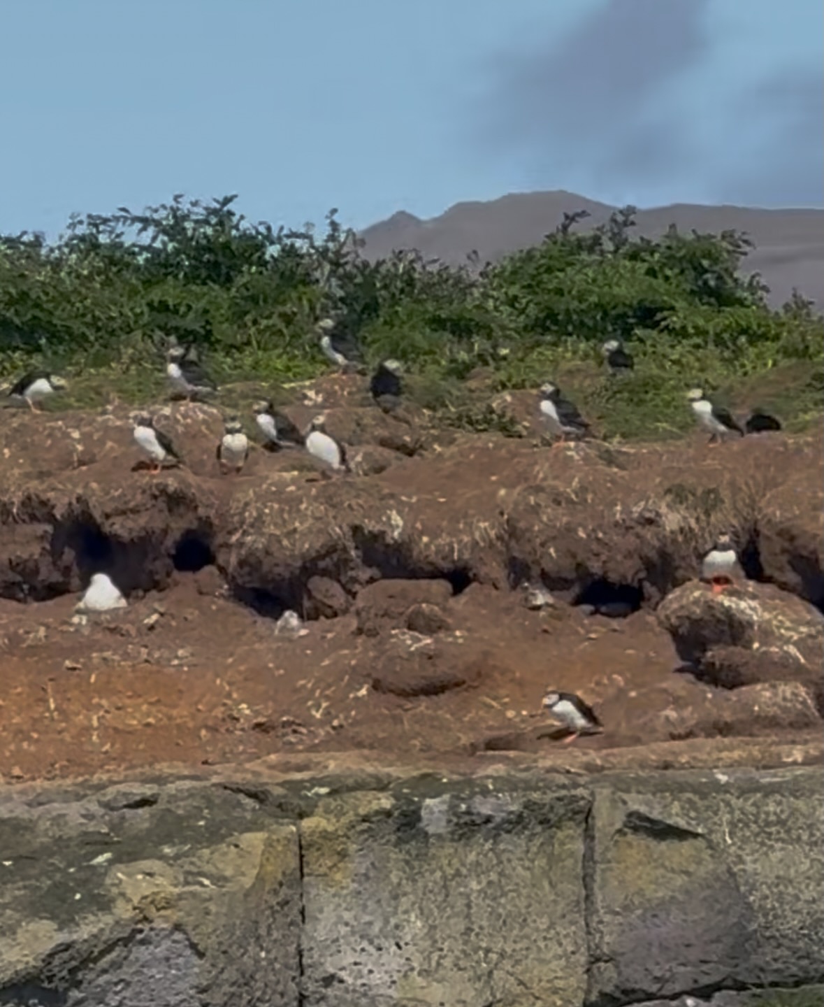 puffin