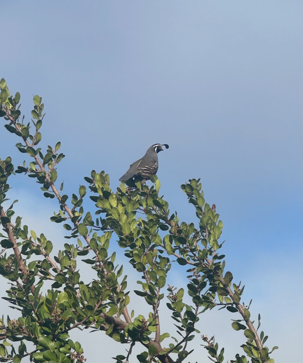 quail
