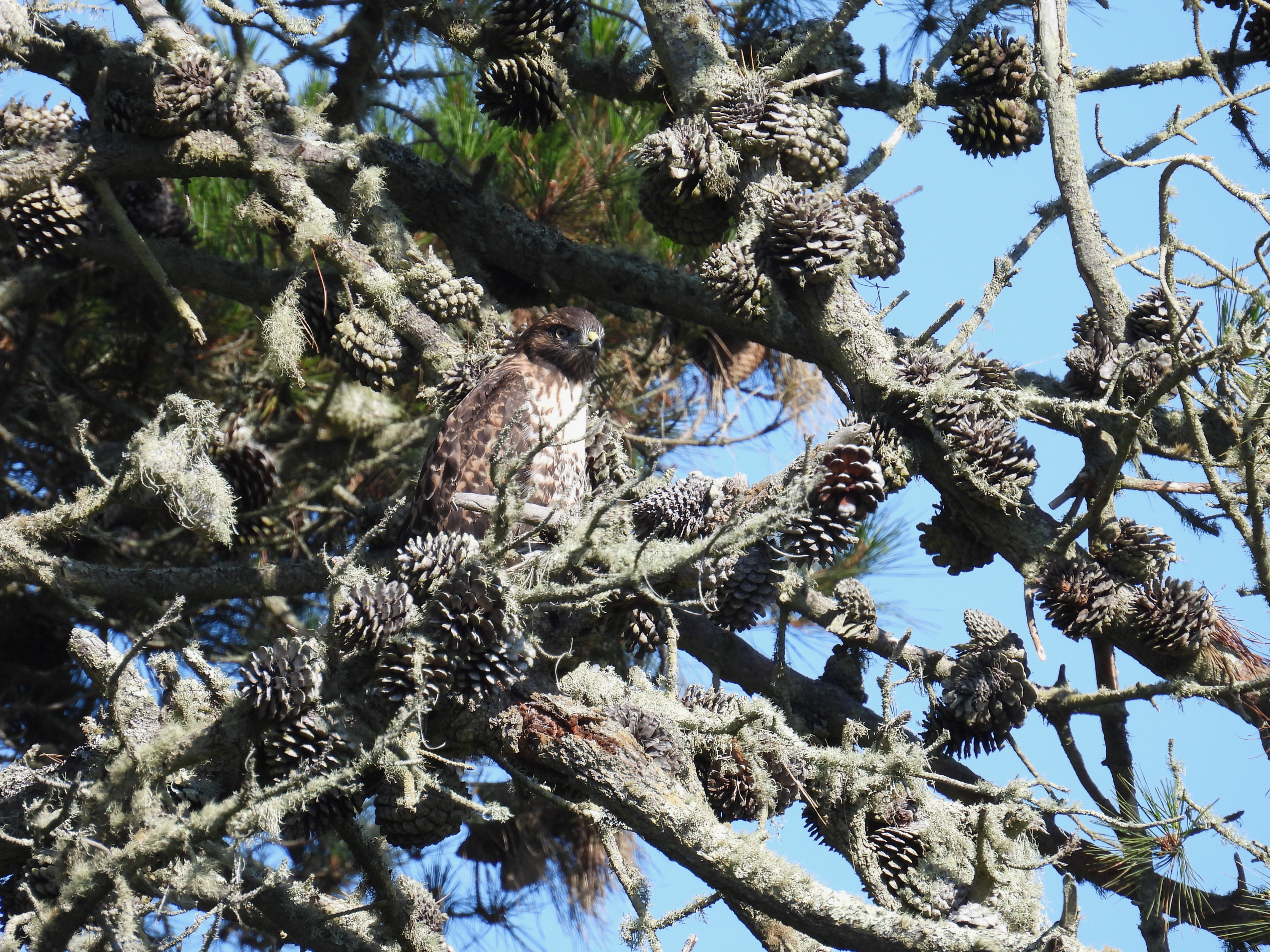 red-tailed hawk
