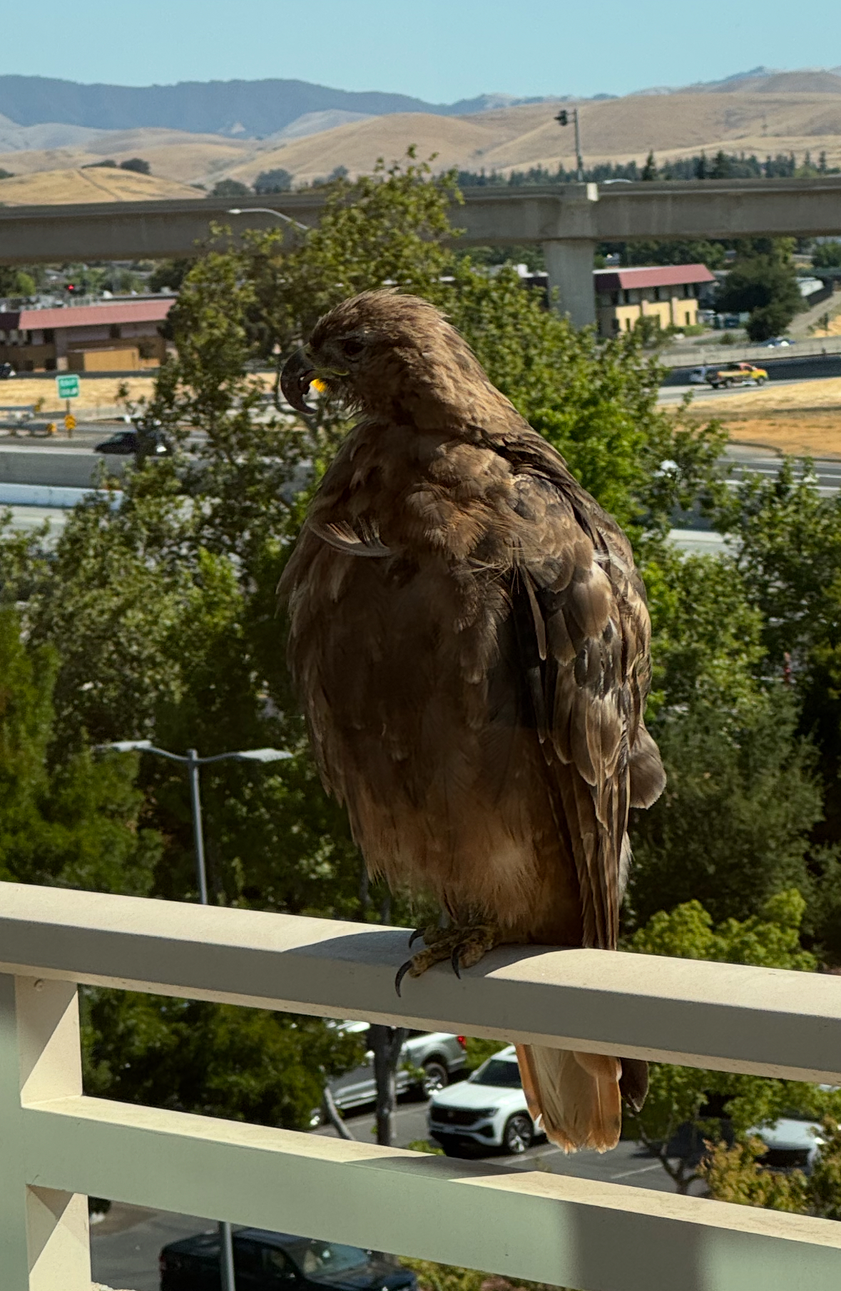hawk with akd