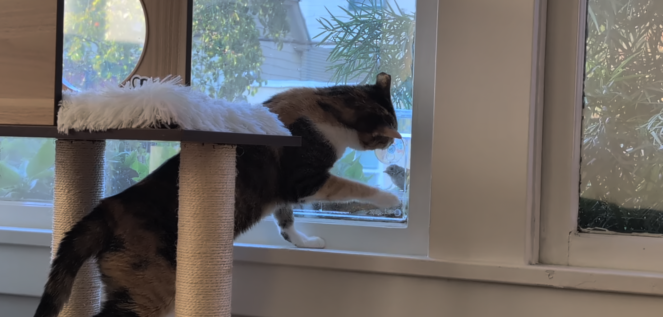 cat