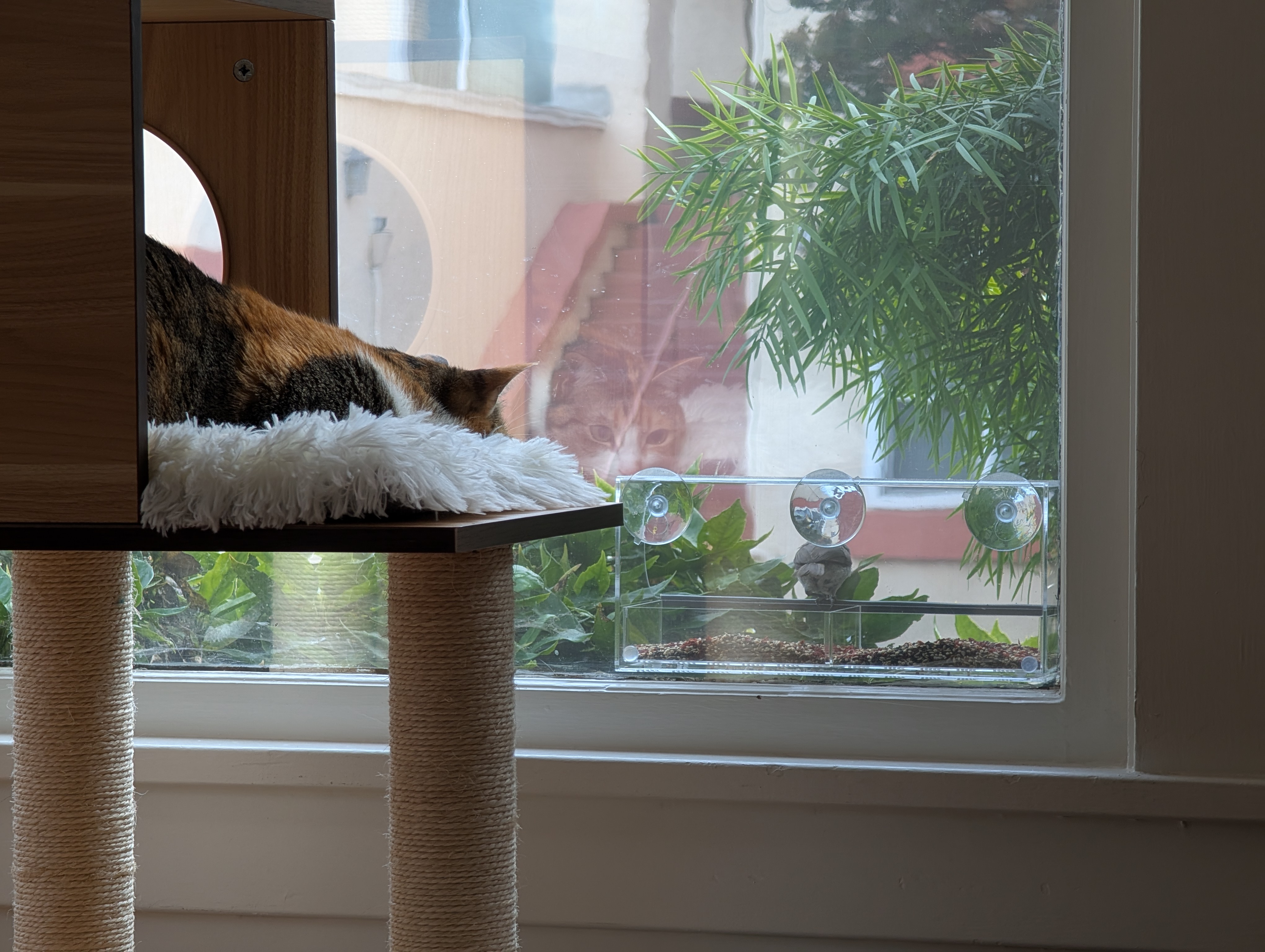 cat