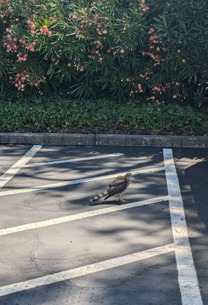 hawk