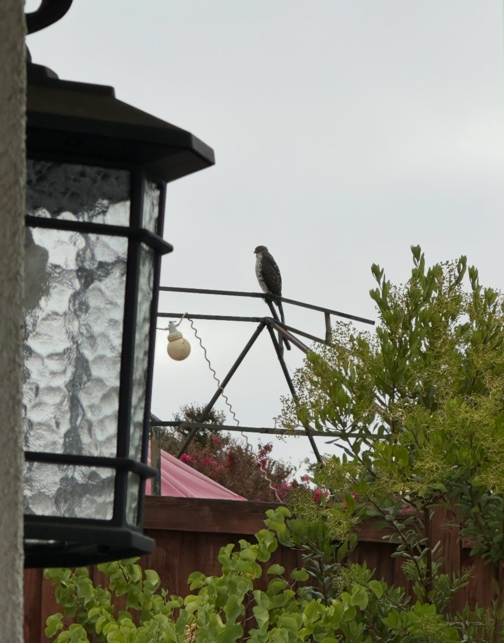 hawk