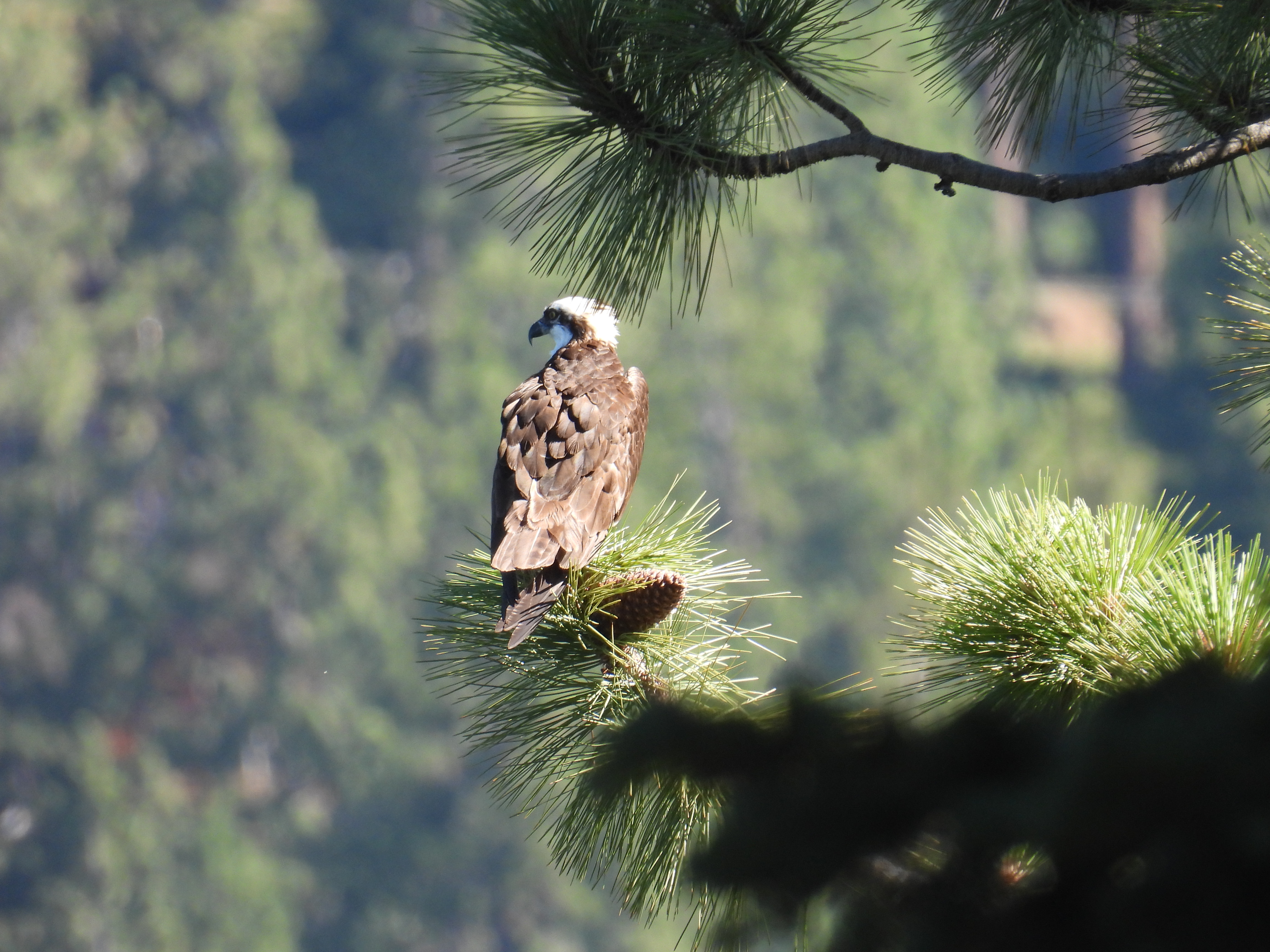 osprey