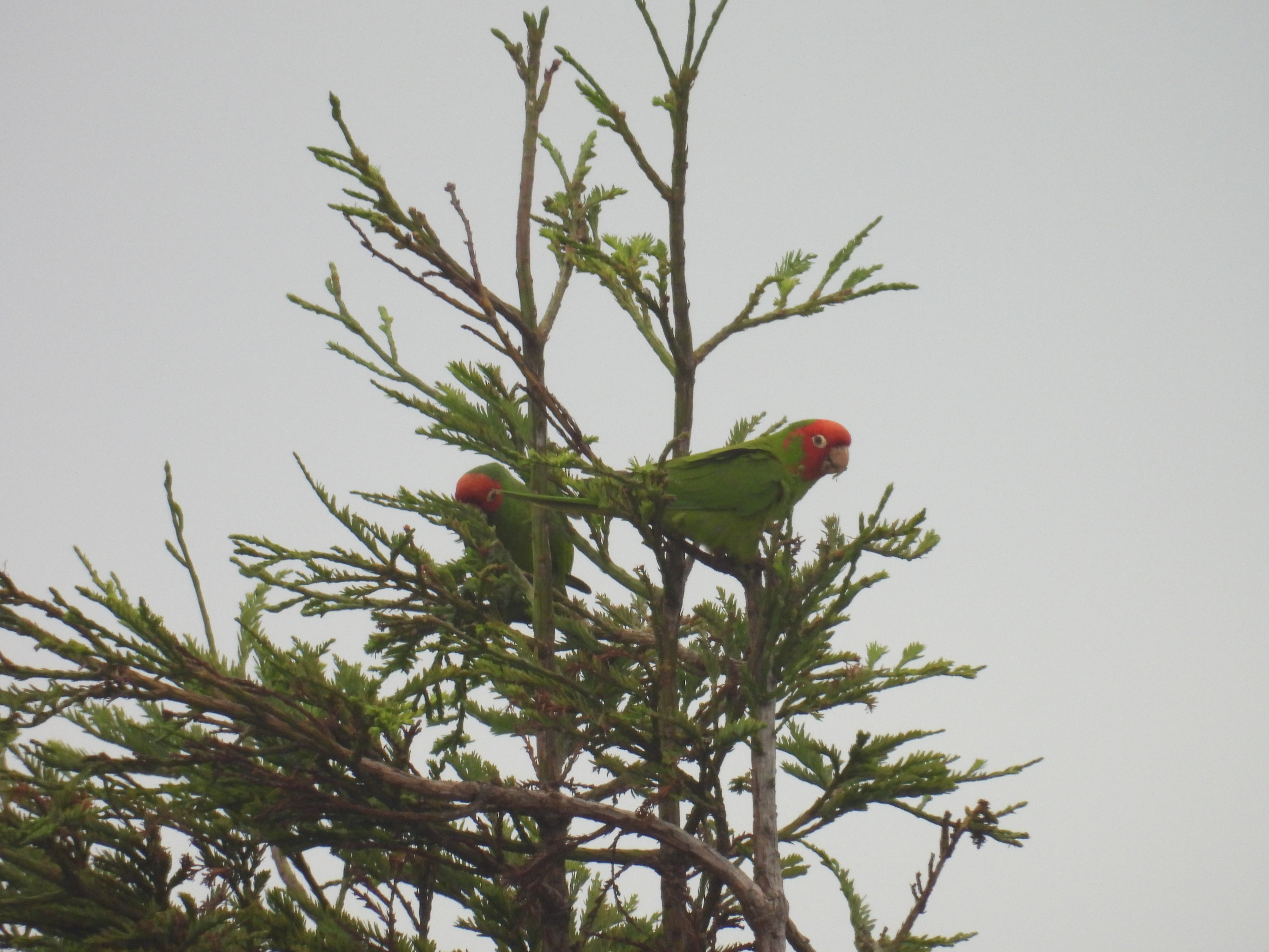 parrots