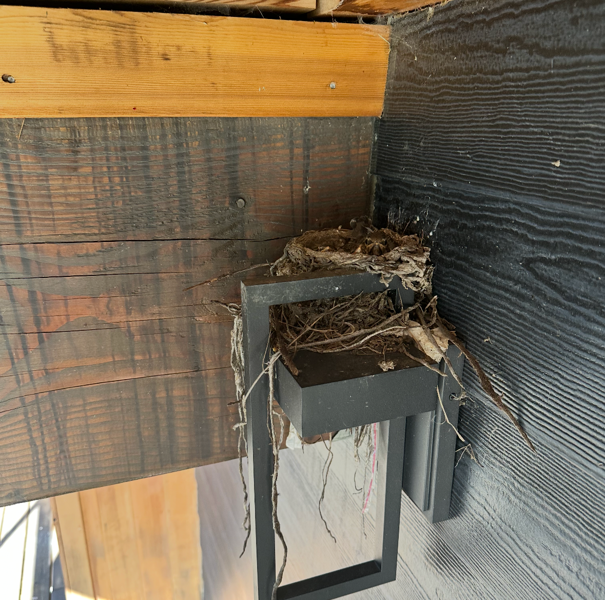 robin's nest